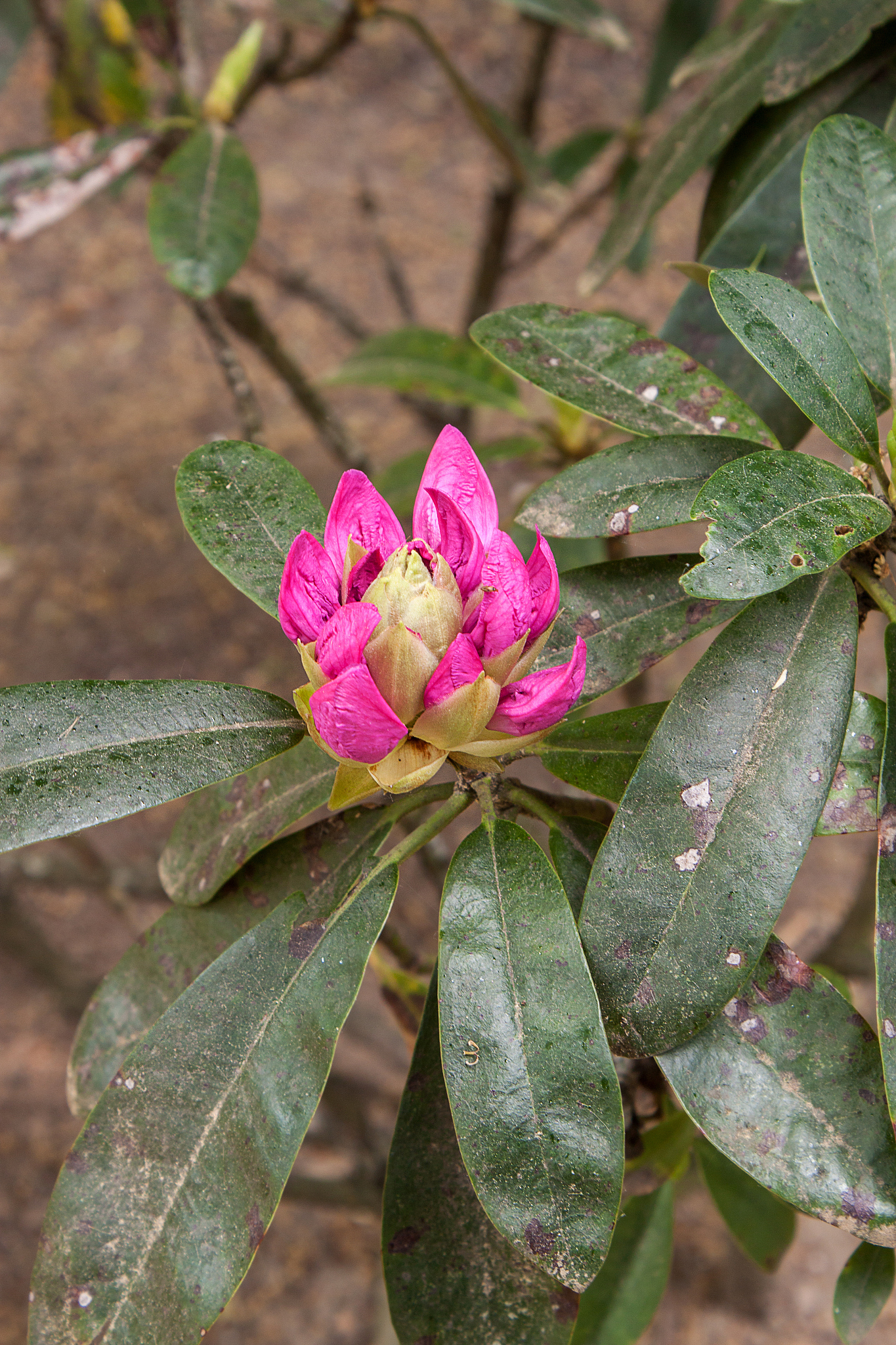 红毛杜鹃叶子有铁锈斑点是什么原因帮我用200字详细描述