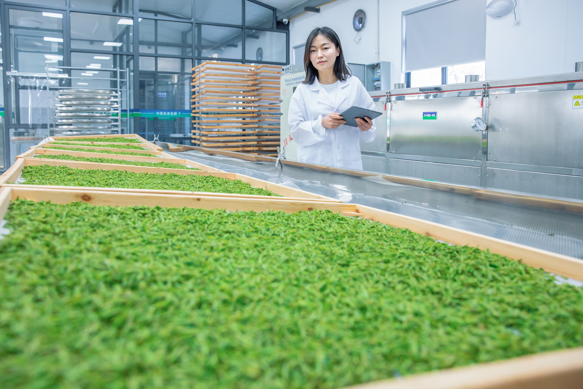 茶叶种植到制作：5个步骤全解析
