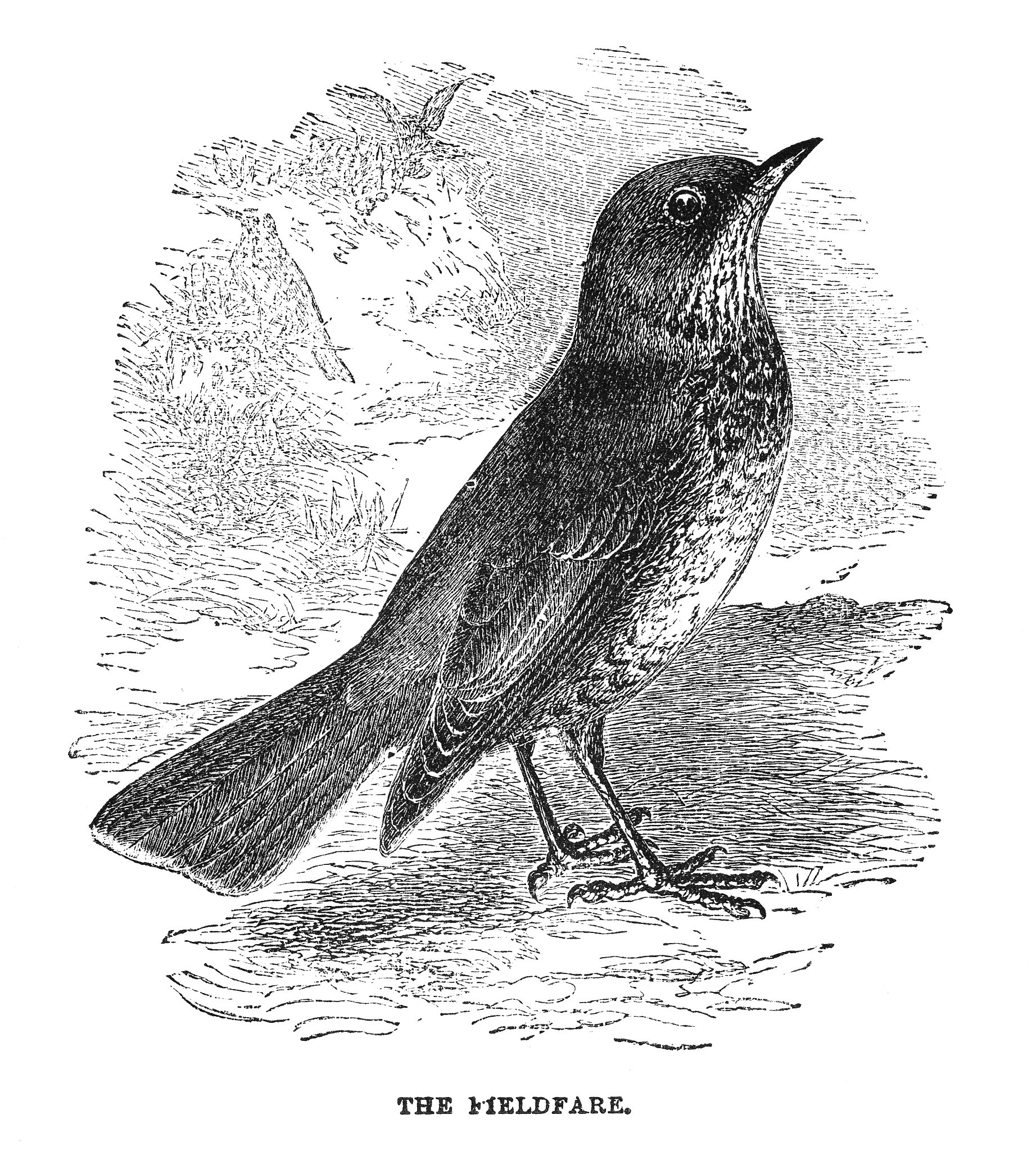 The Early Bird Catches the Worm: Origin and Meaning