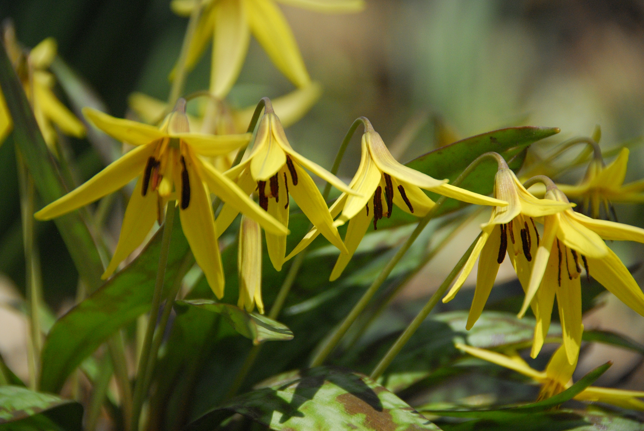 close-up of yellow flowering plant