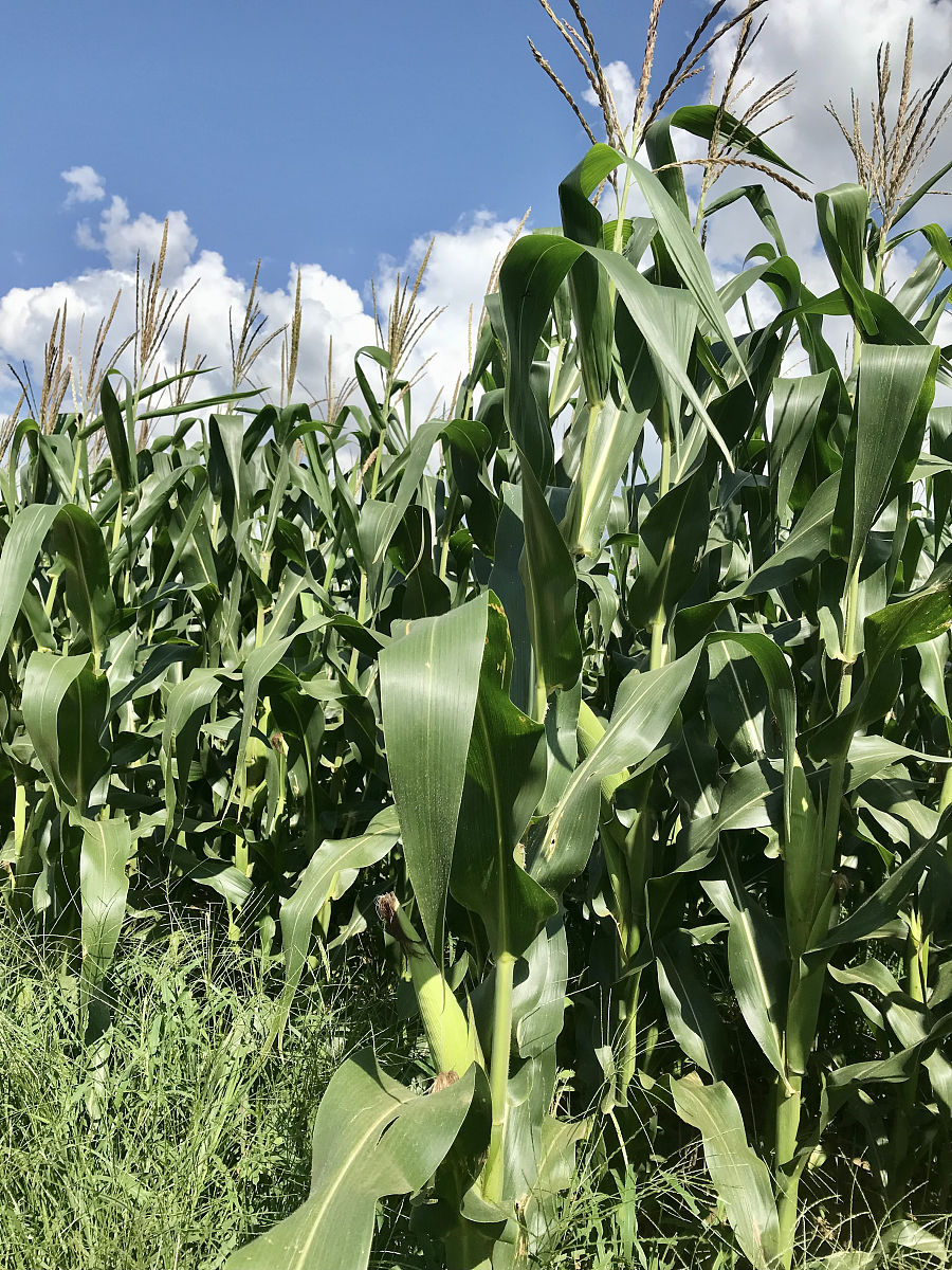 请给我拟一个玉米密度栽培的综述框架