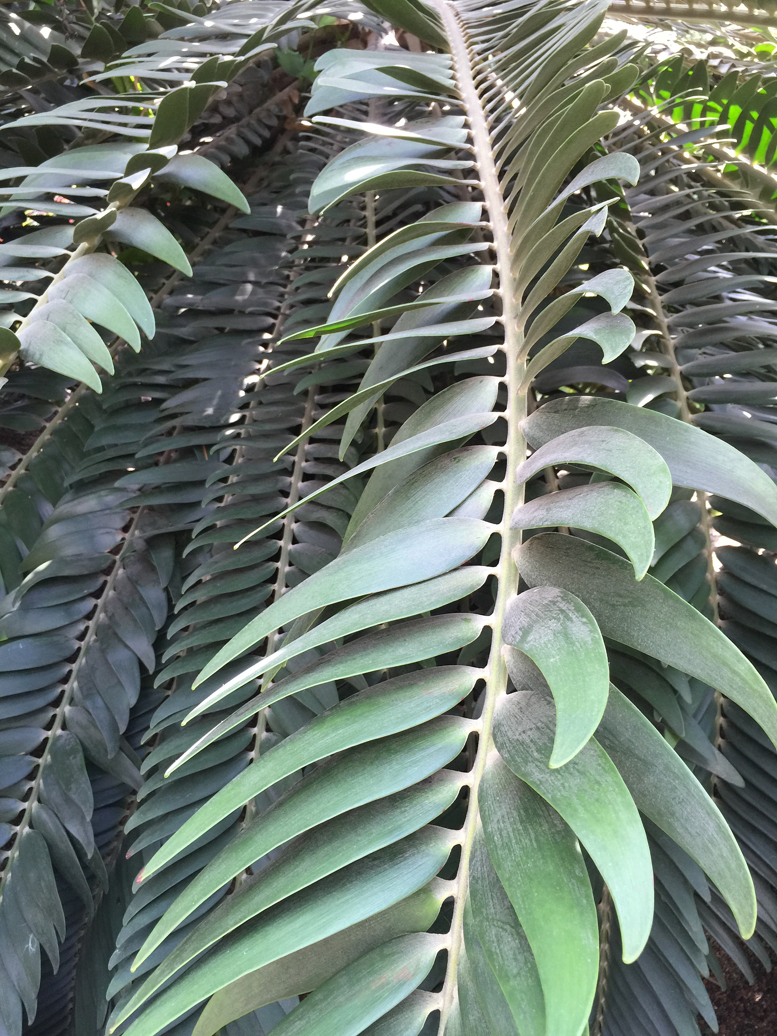 东方树叶：观赏植物，耐阴净化空气 - 南洋铁角蕨
