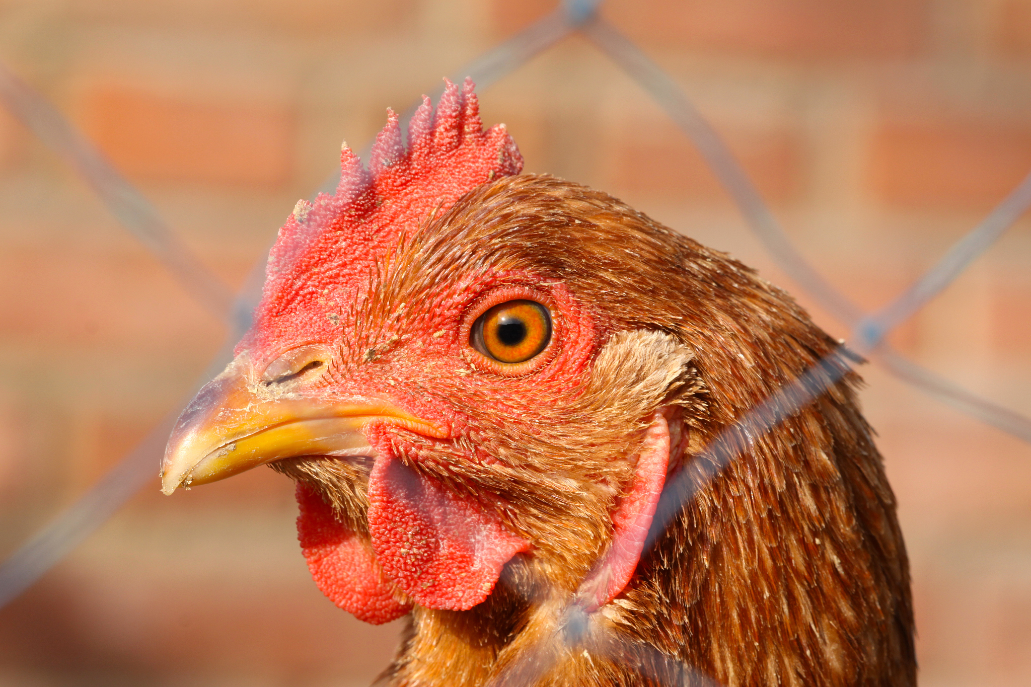 chicken head