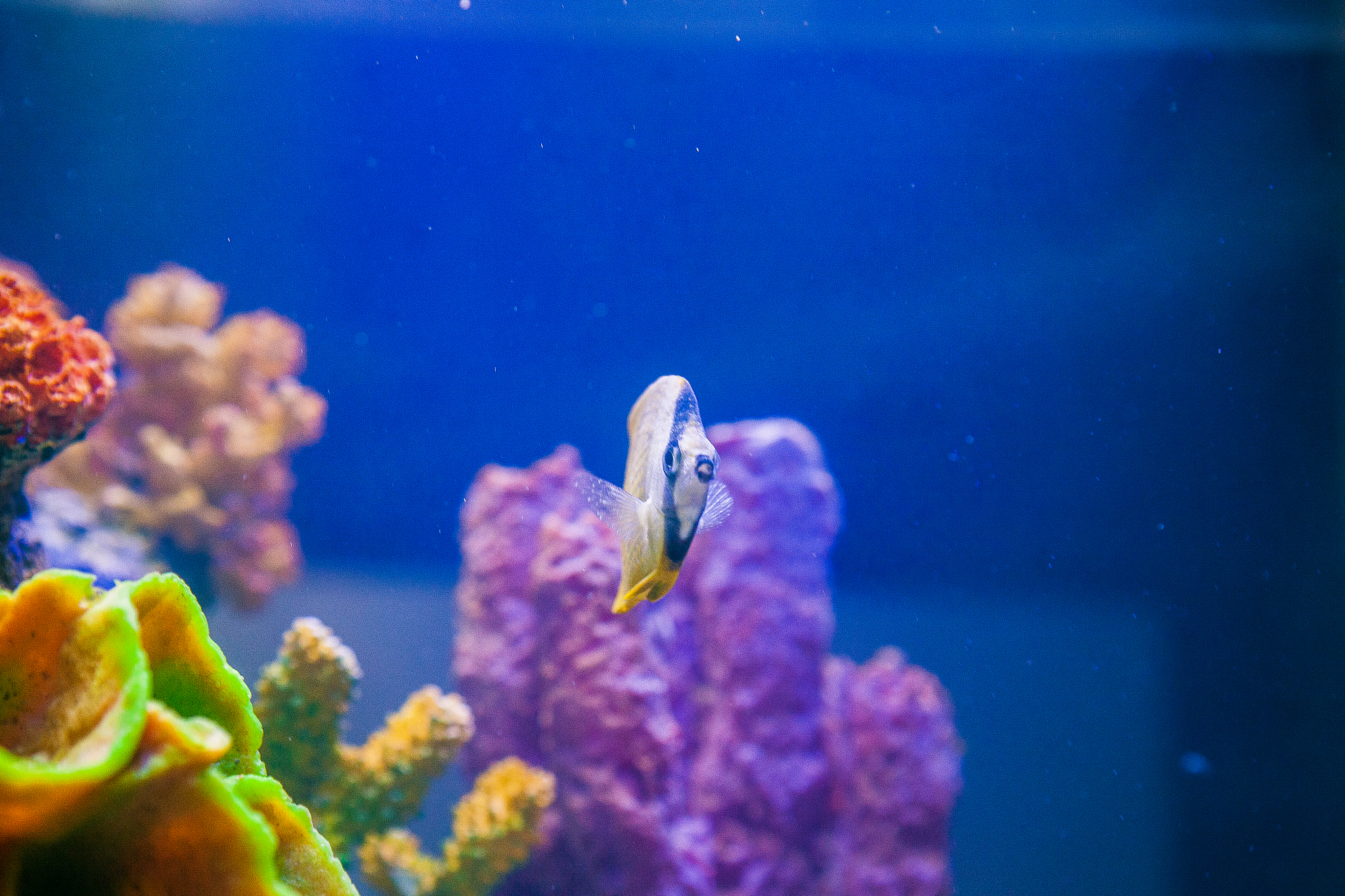 海洋论文主题：研究方向与热点话题