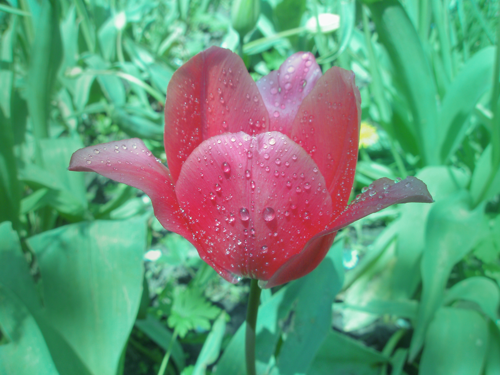 Tulip Mania: The Dutch Bubble of the 17th Century