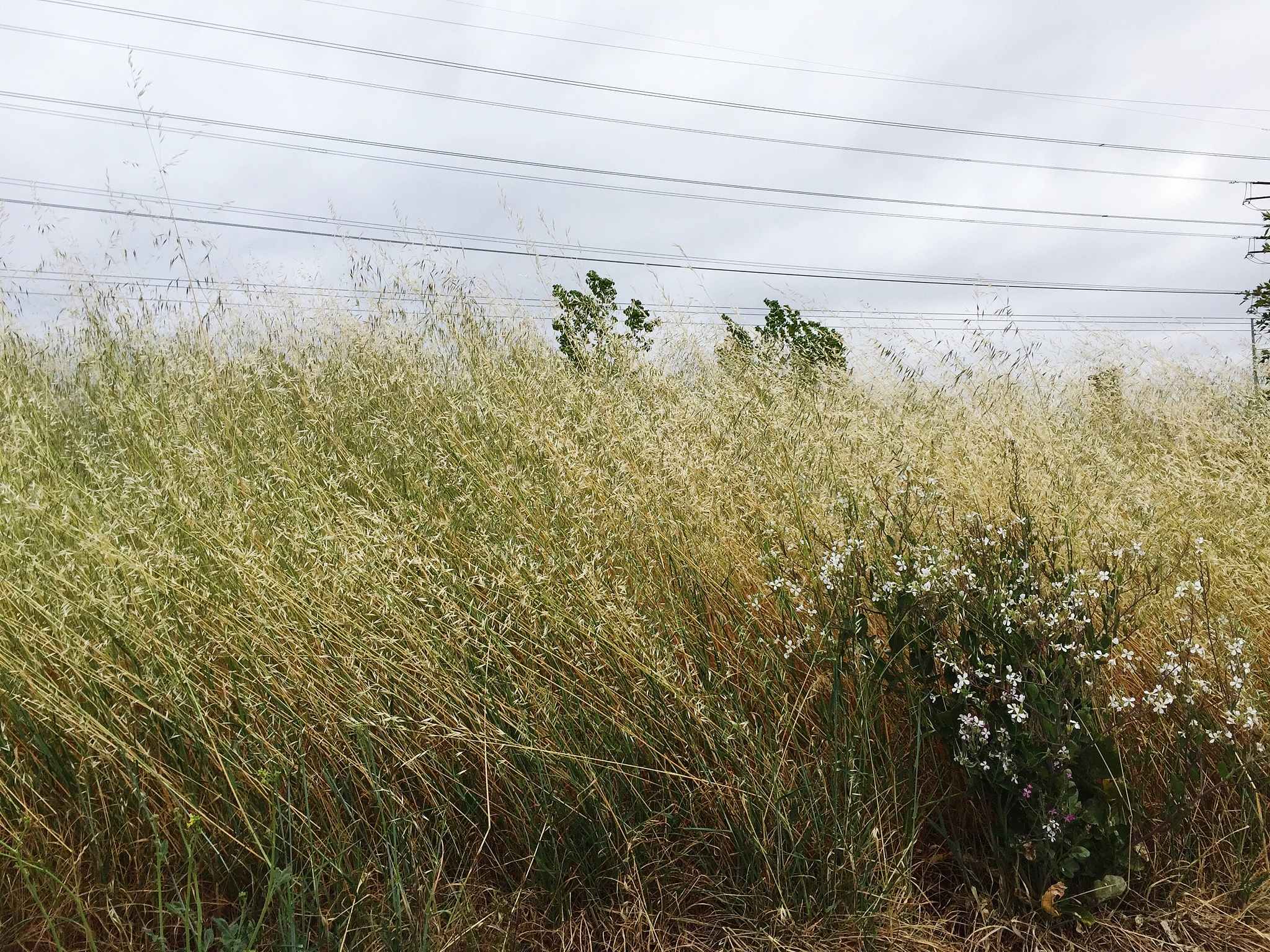 JOURNAL OF INTEGRATIVE PLANT BIOLOGY 研究范围 - 涵盖植物生物学各个领域