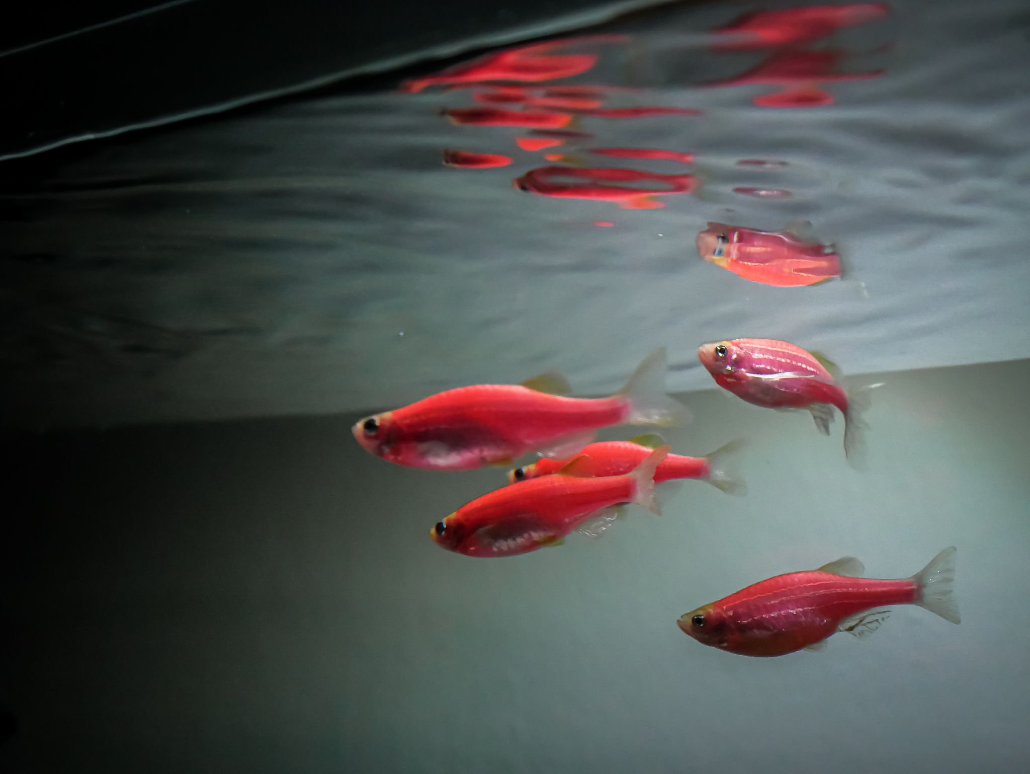 在药物筛选方面非洲爪蟾与斑马鱼相比有哪些优势以表格的形式呈现