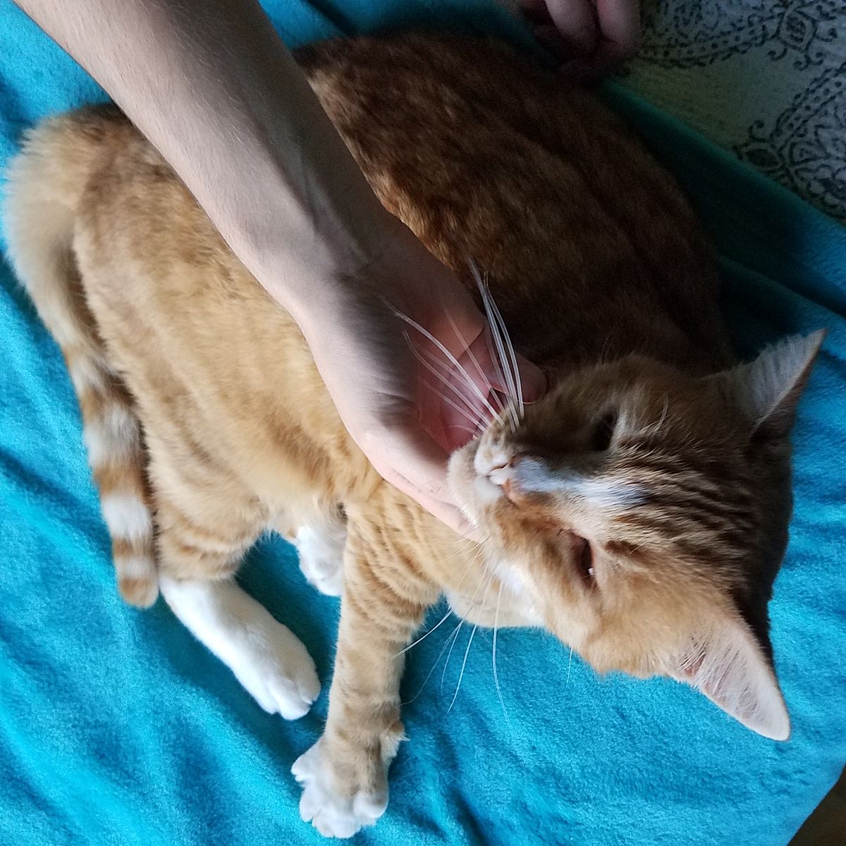 怀孕母猫的习性？