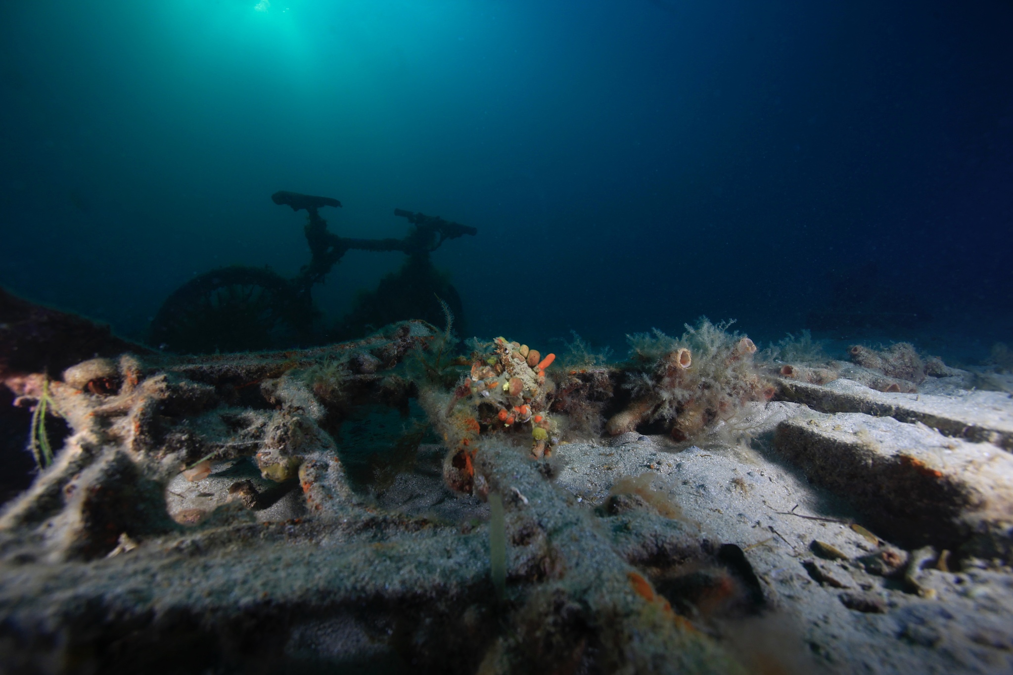 ocean garden