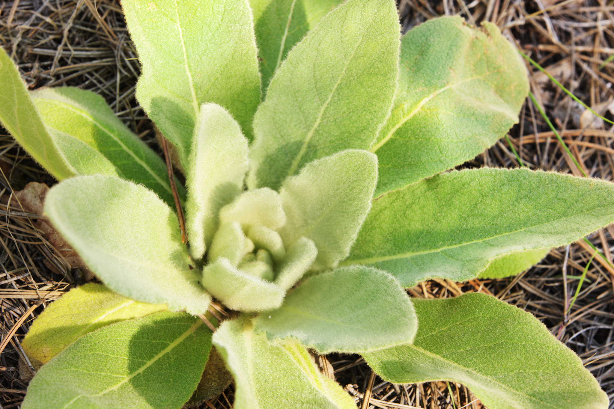 叶绿素含量与吸光度关系：正相关还是反比？