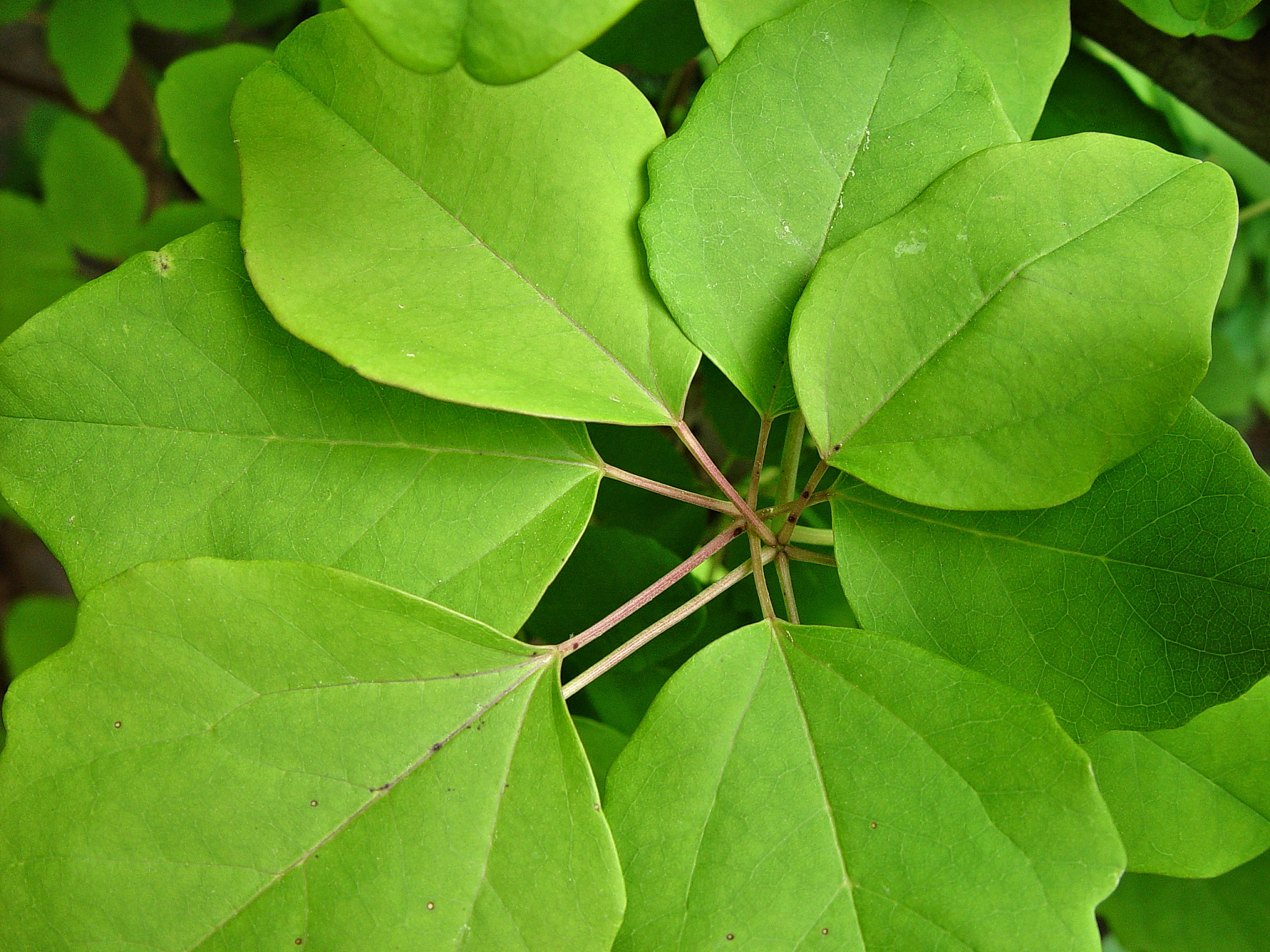 macro photography