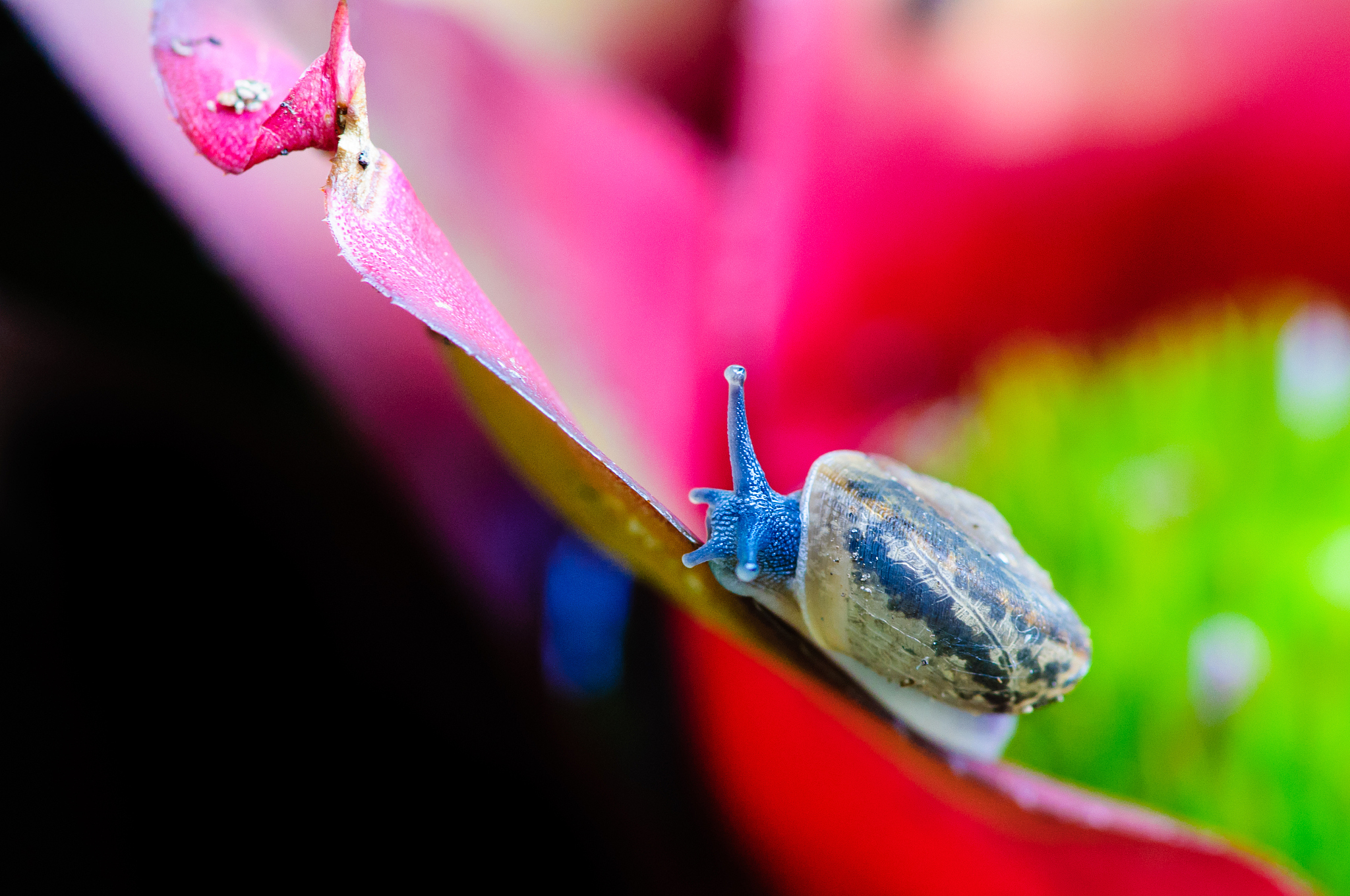 macro shot of a snail on an colorful exotic plant