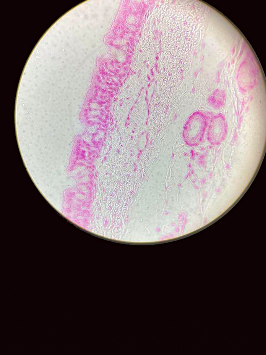 口腔黏膜上皮细胞种类、分布与排列特点