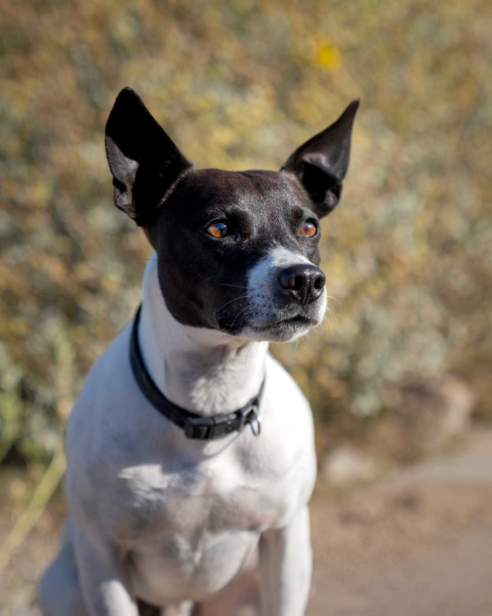 宠物狗：种类、性格和养护指南