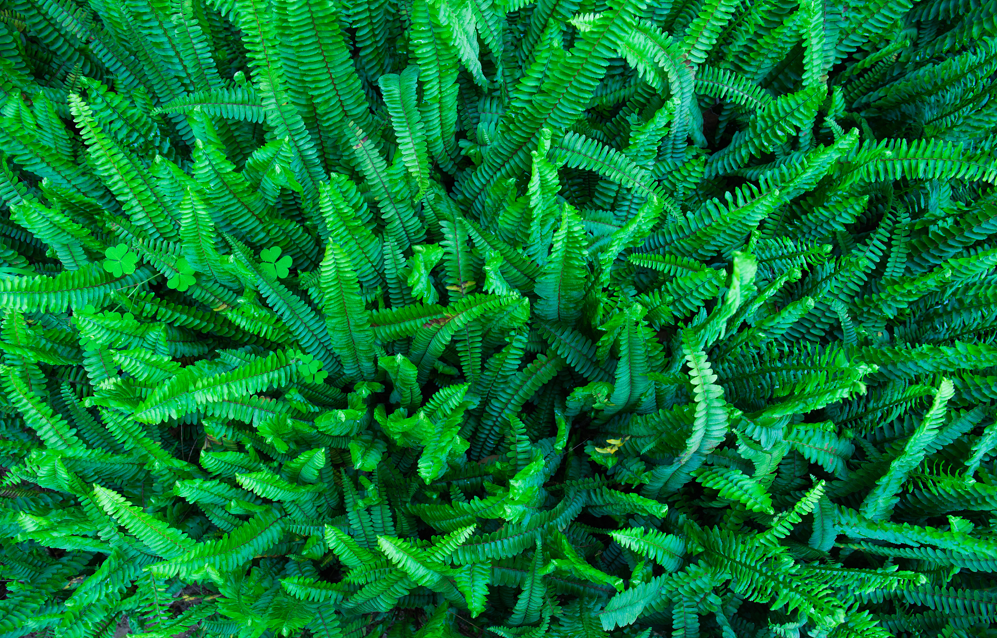 lush fern leaves background