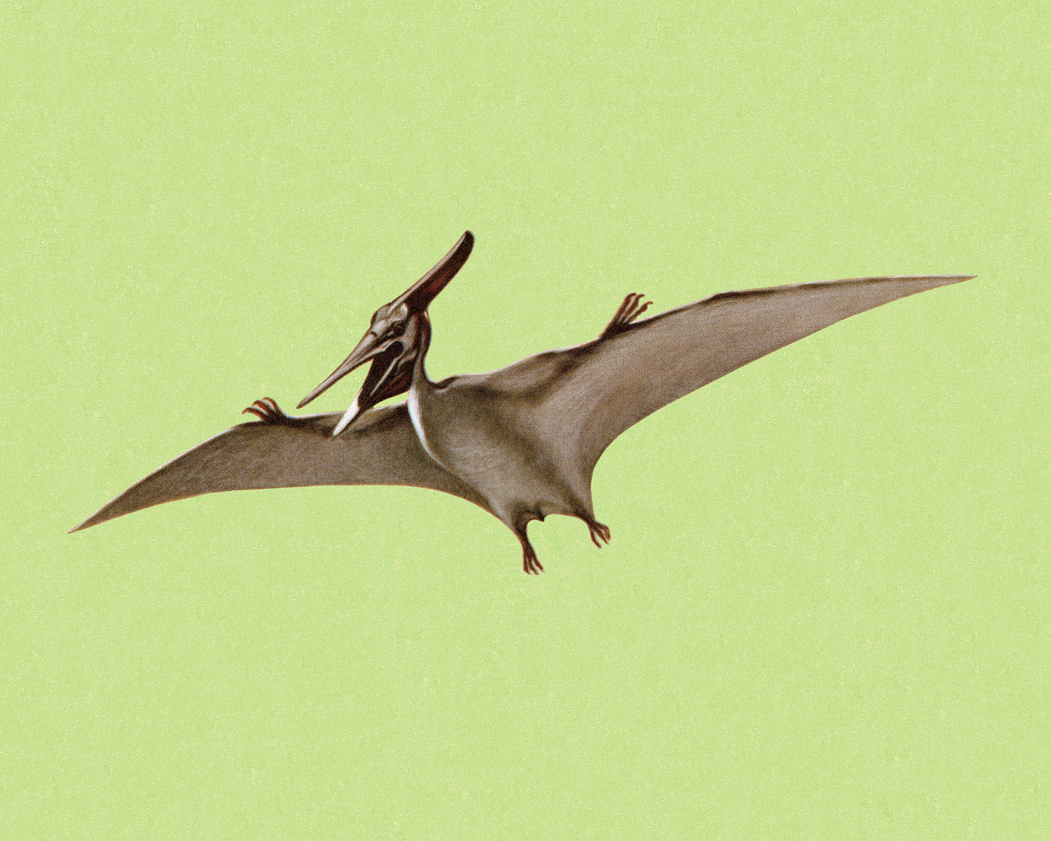 pterodactyl