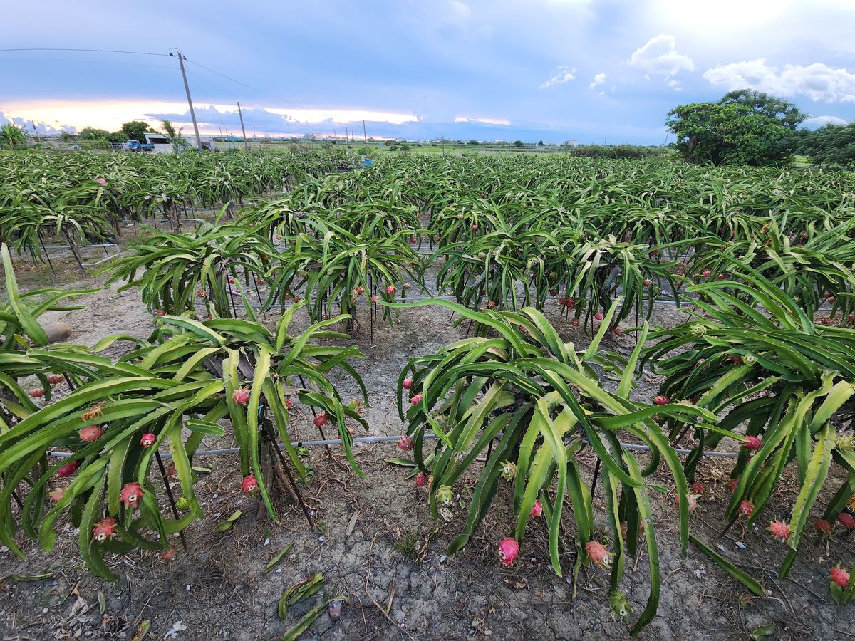 参观火龙果种植基地的心得体会