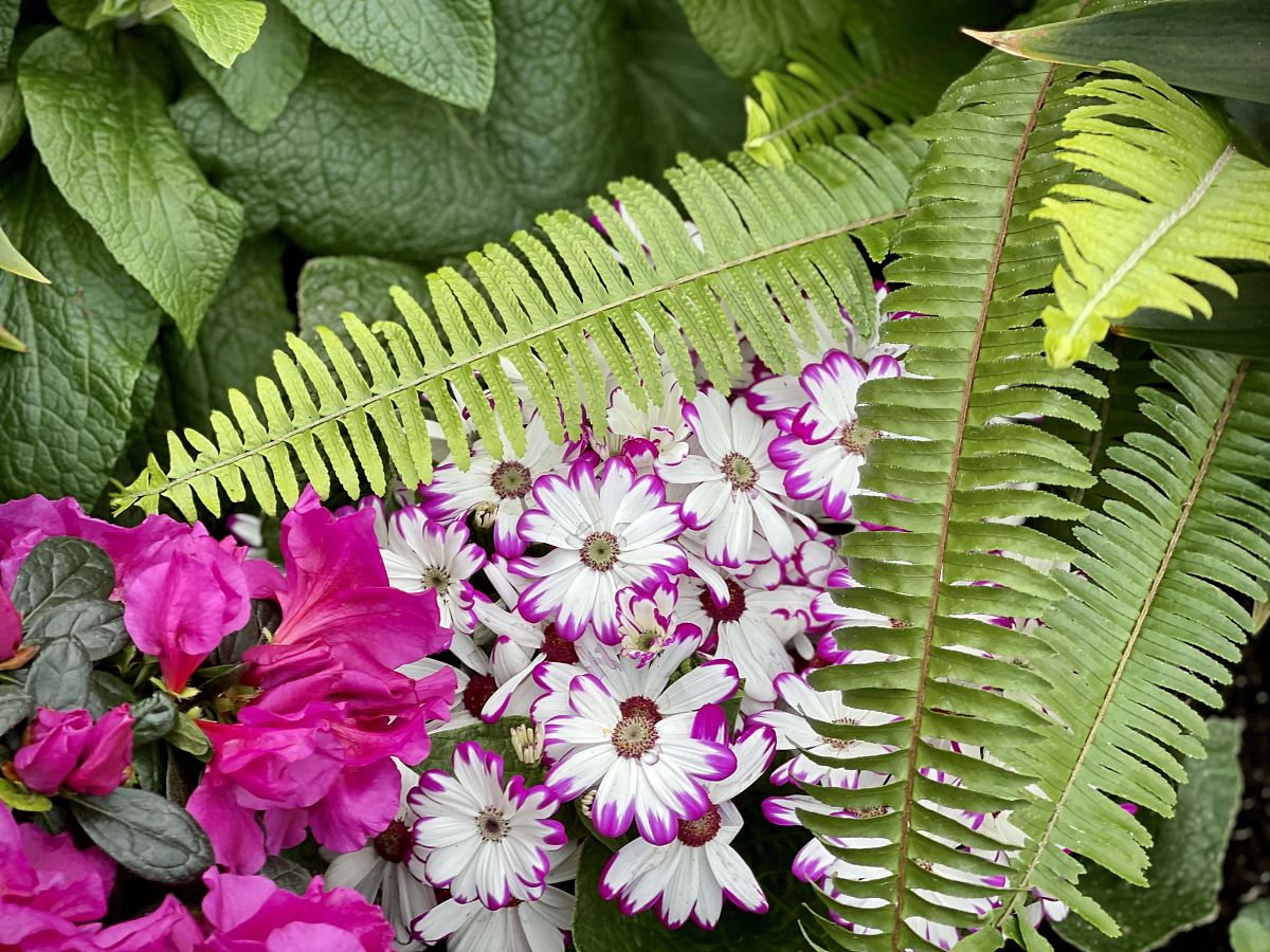 Veillonellaceae韦永球菌科、Veillonellales_Selenomonadales、Lachnospiraceae_UCG_004、Sutterella萨特拉、Eubacterium_eligens_group、Ruminococcus_bicirculans、Bacteroides_coprocola_DSM_17136和Alistipes_sp_cv1分别属于什么门类下