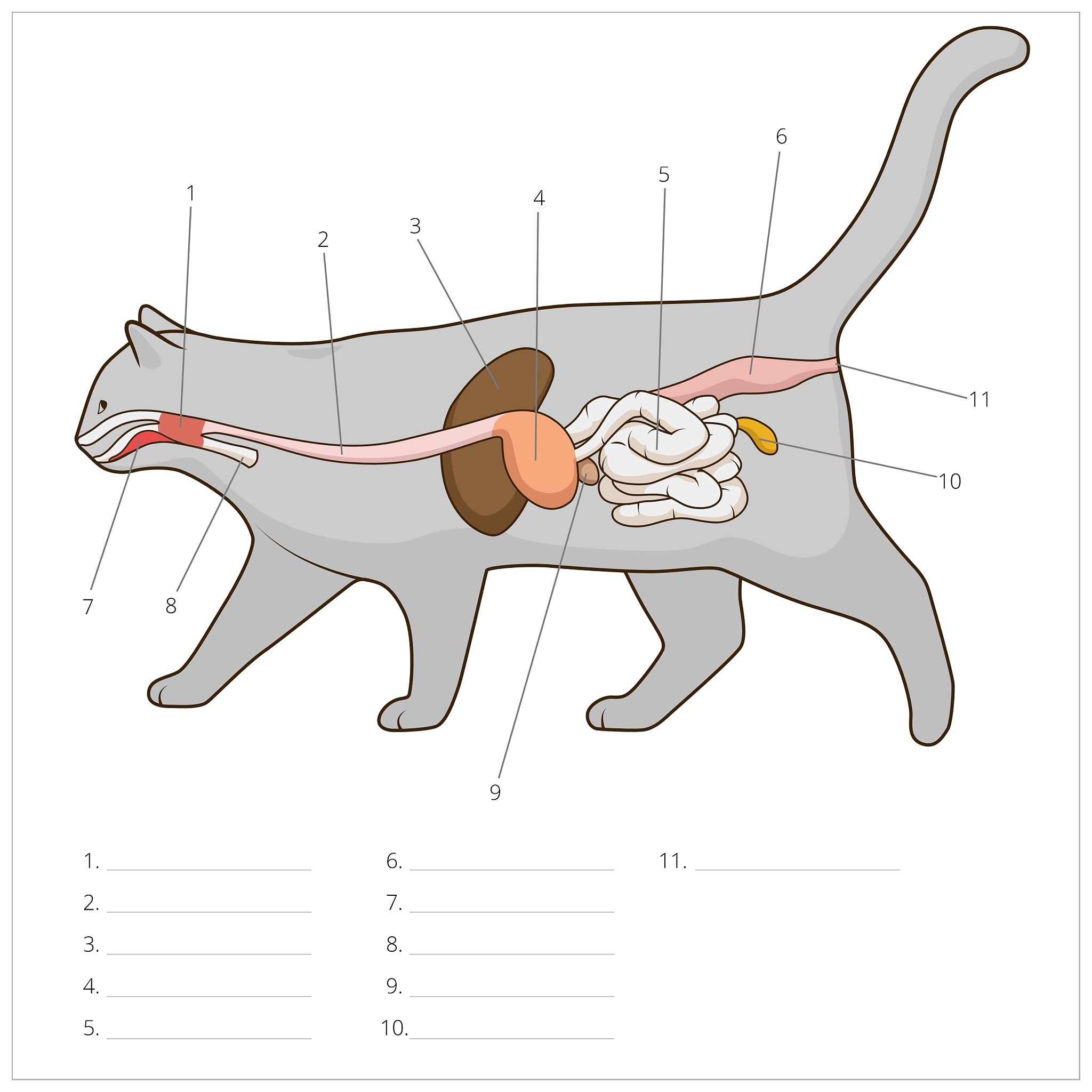 猫的消化系统：完整指南