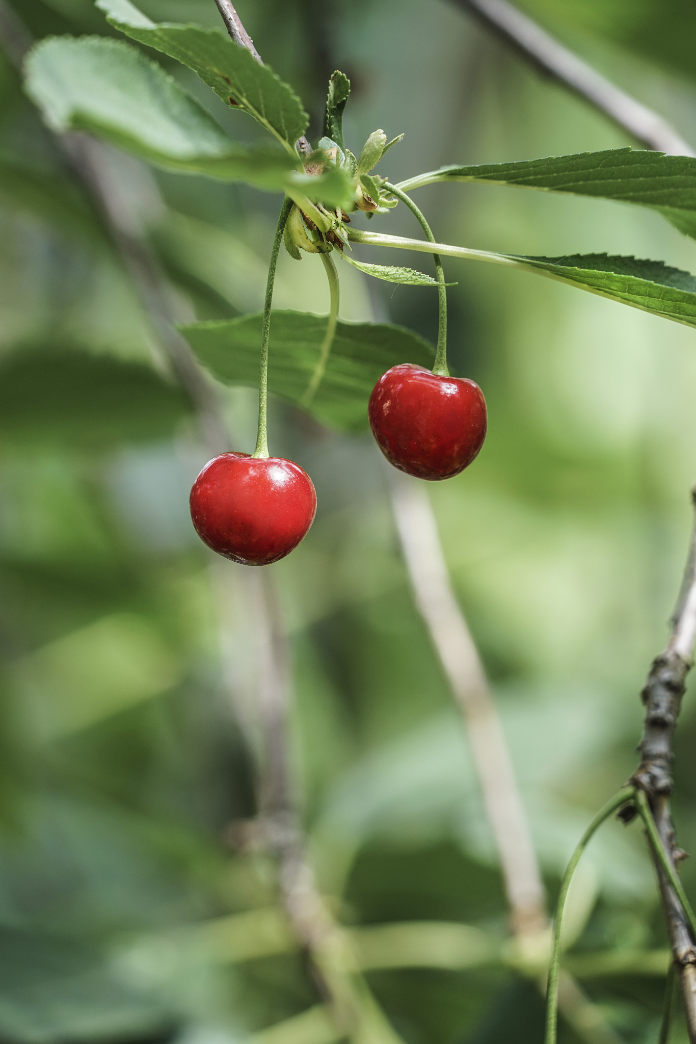 cherry fruits on tree