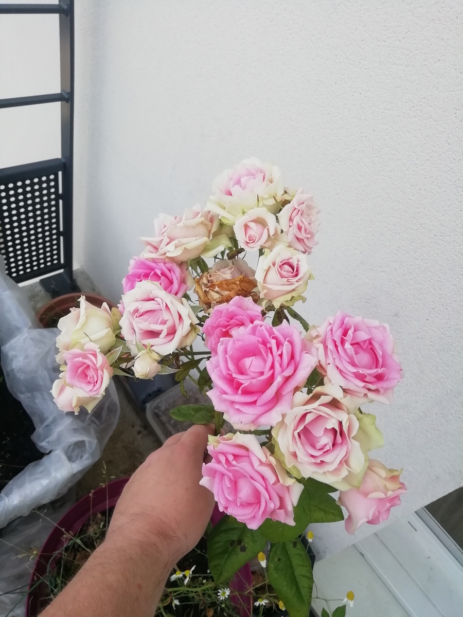 粉龙沙宝石一年开几次花？花期怎么施肥浇水1500字