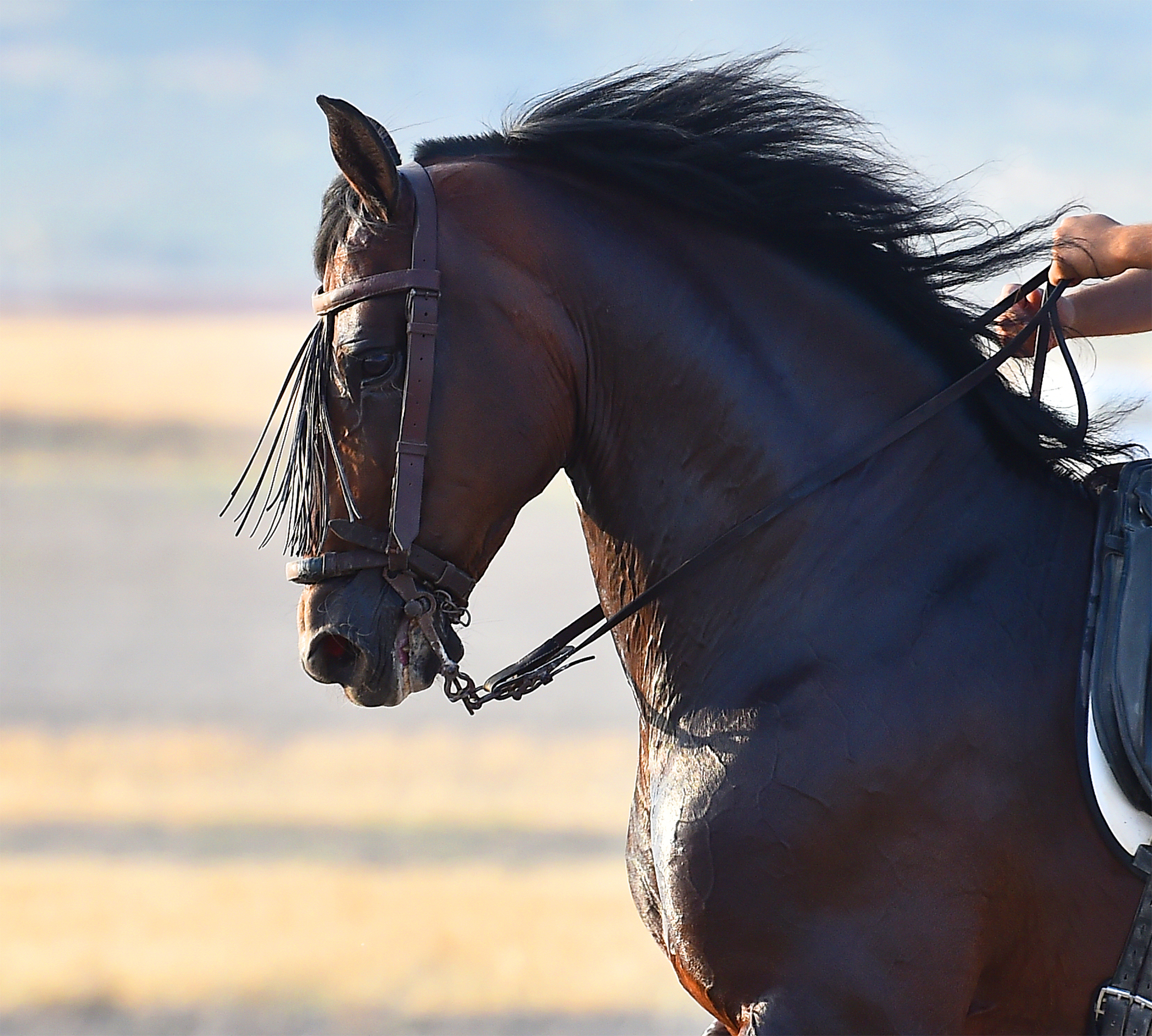 majestic horse on spain