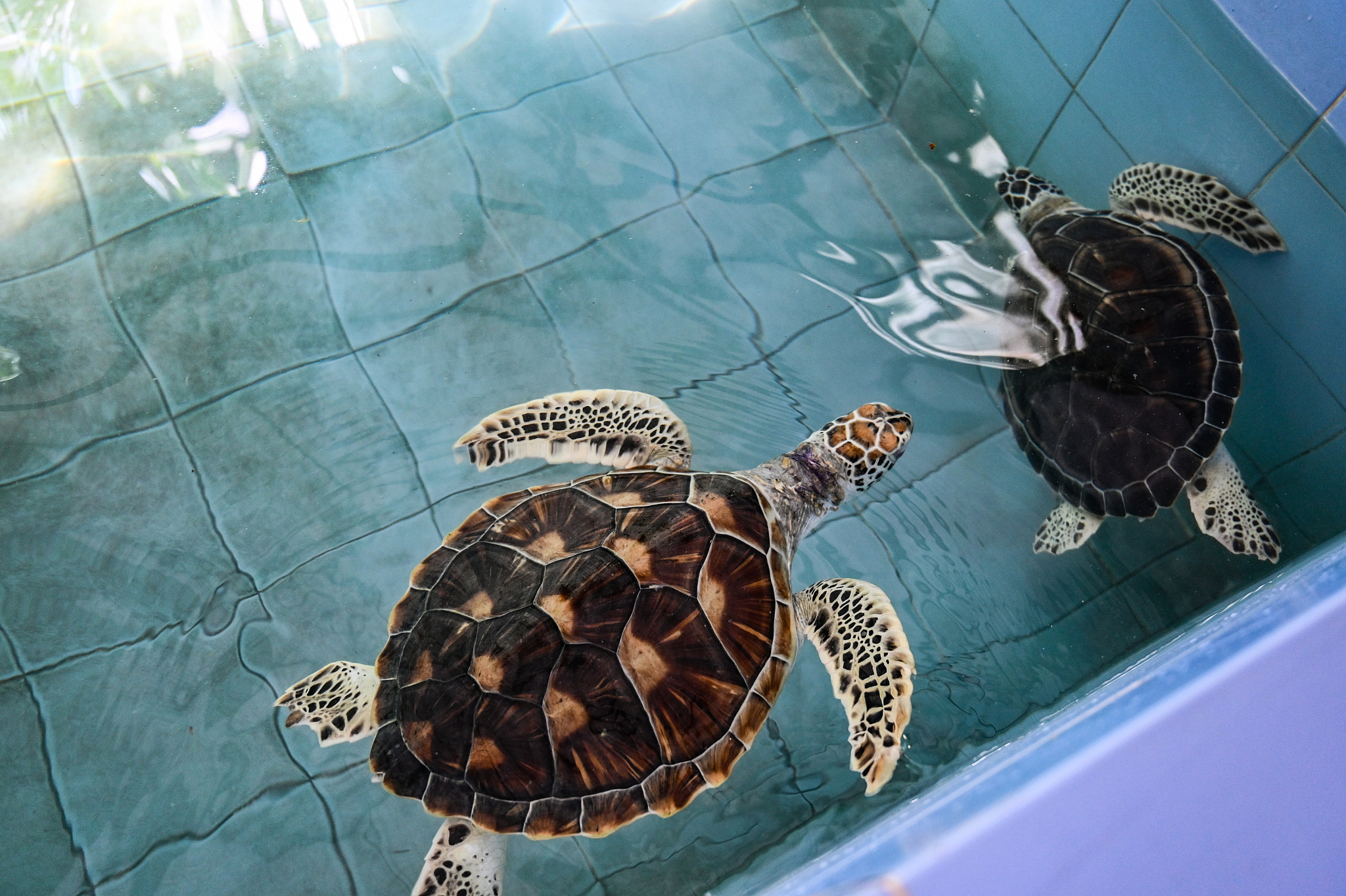 turtle sea in thailand aquarium.