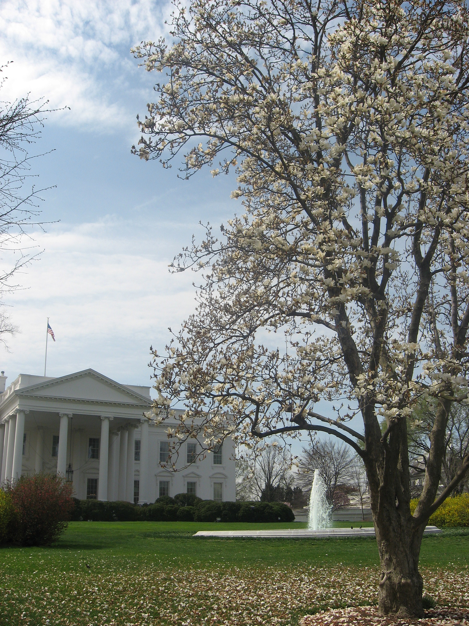 华盛顿有没有砍樱桃树