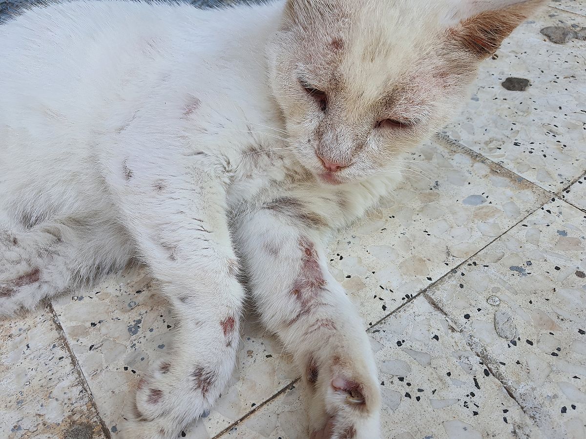猫原发性铜相关性肝病的临床表征