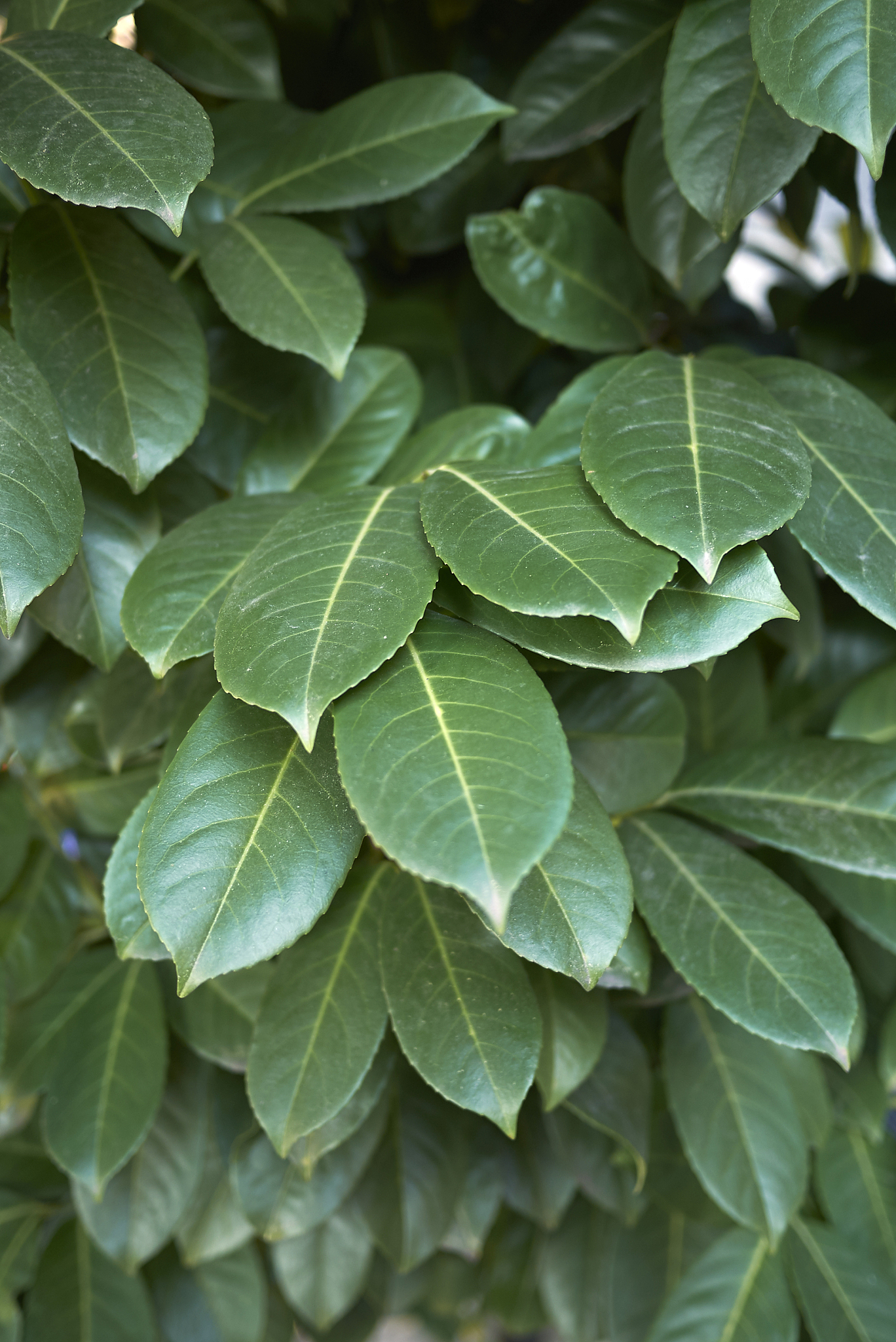 prunus laurocerasus
