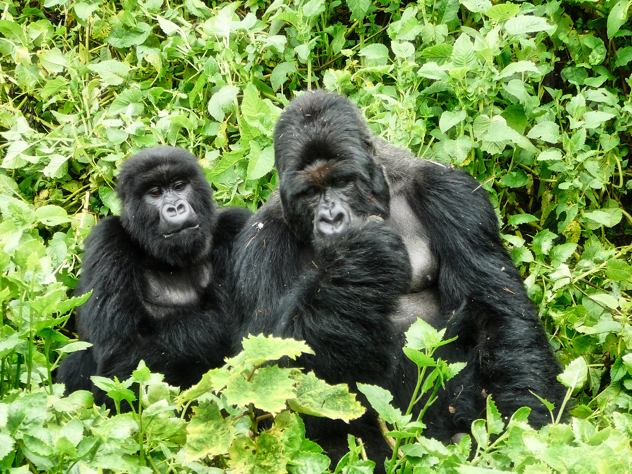 gorillas in rwanda