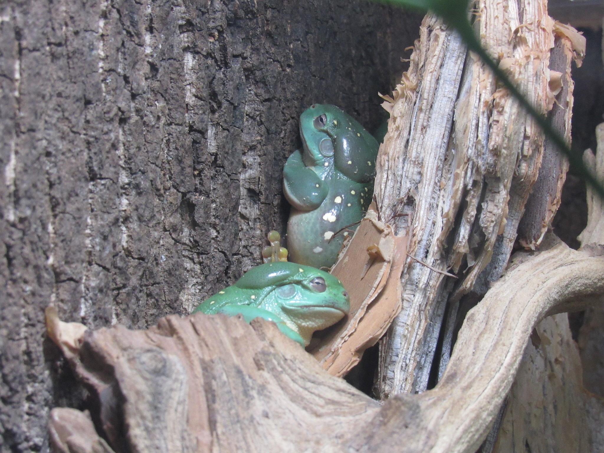 sleepy toads