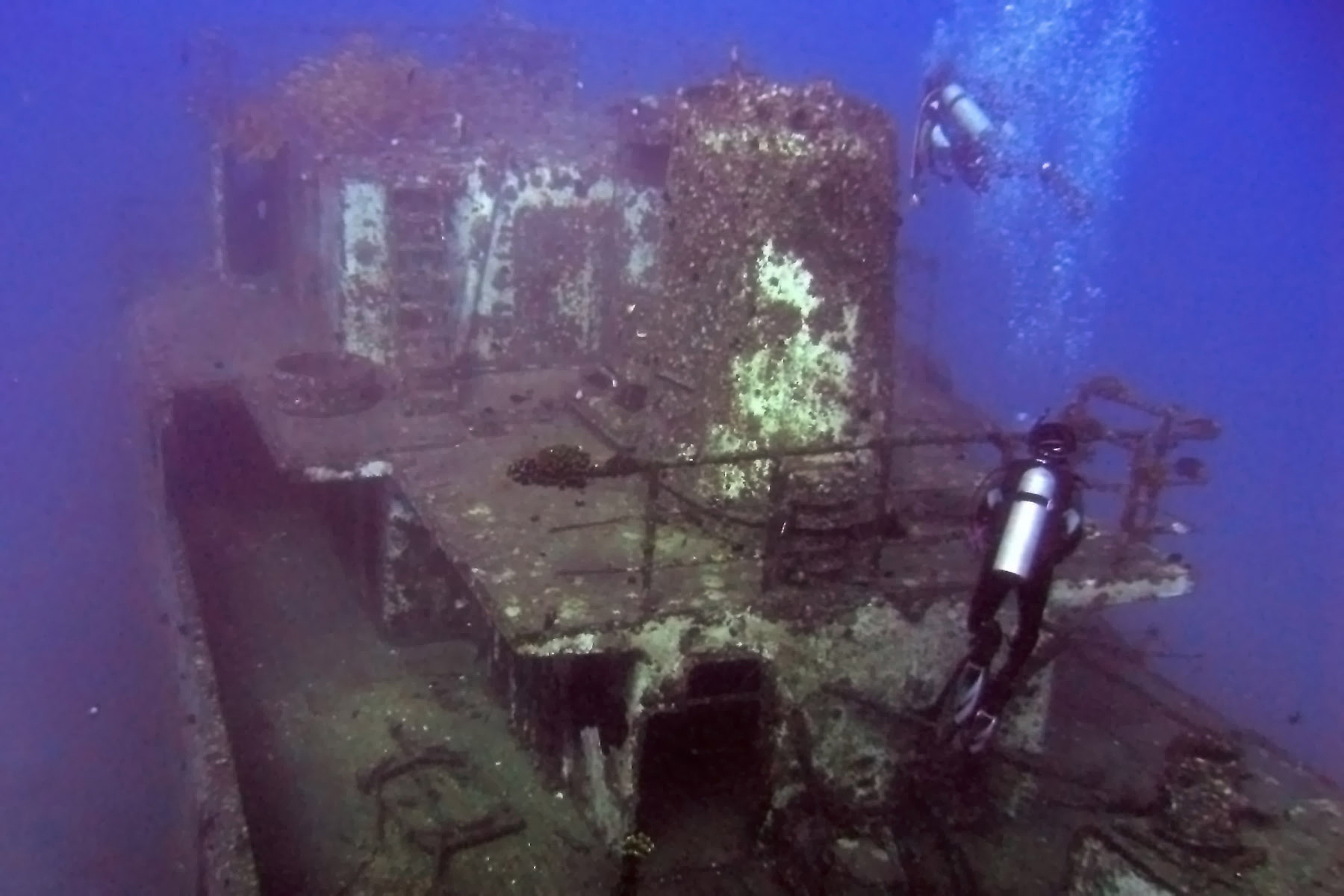 sea tiger stern