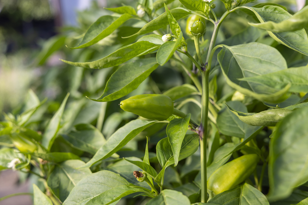 蒜山辣椒秧：营养丰富，功效显著！