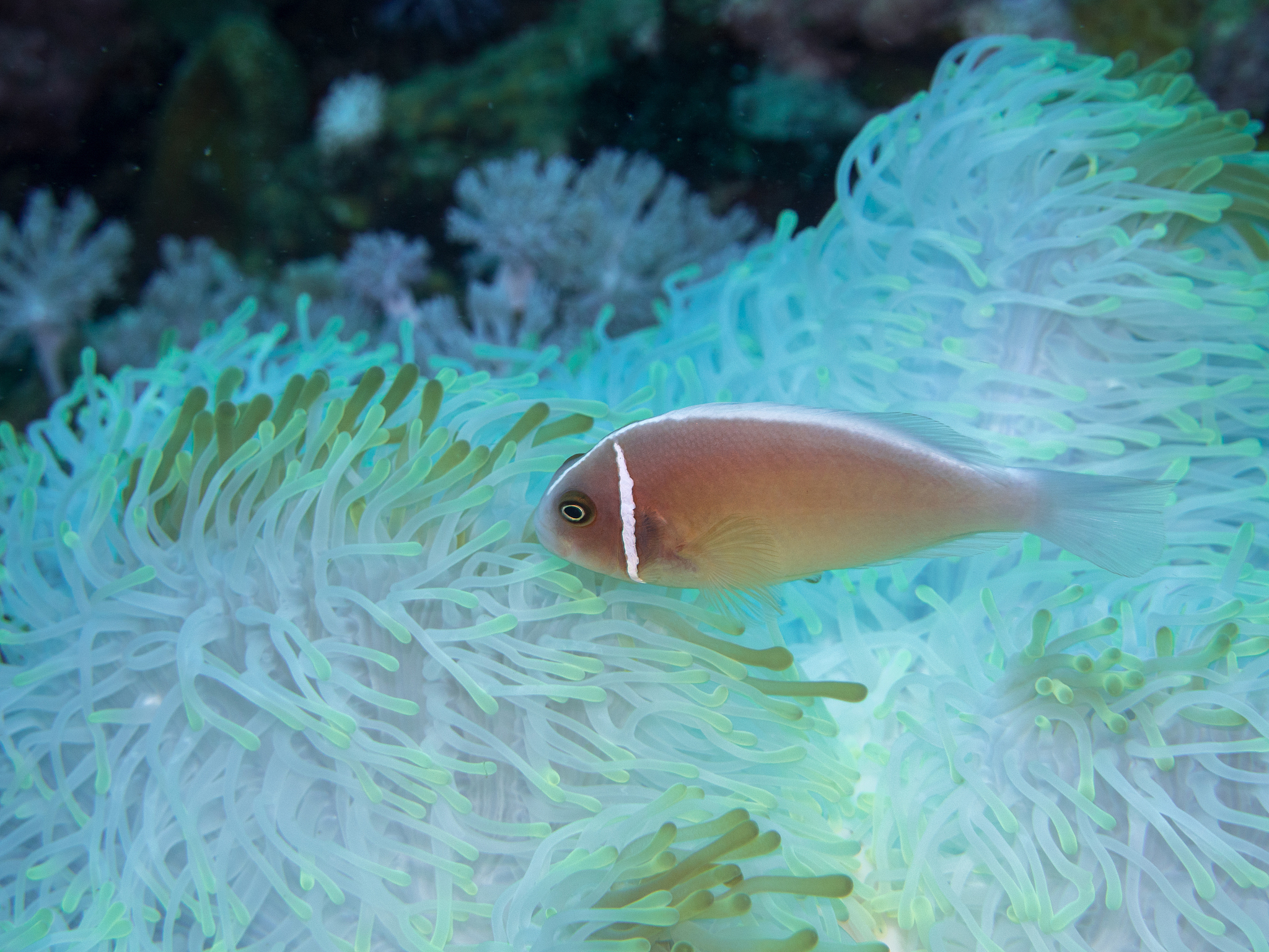 anemonefish at anemone