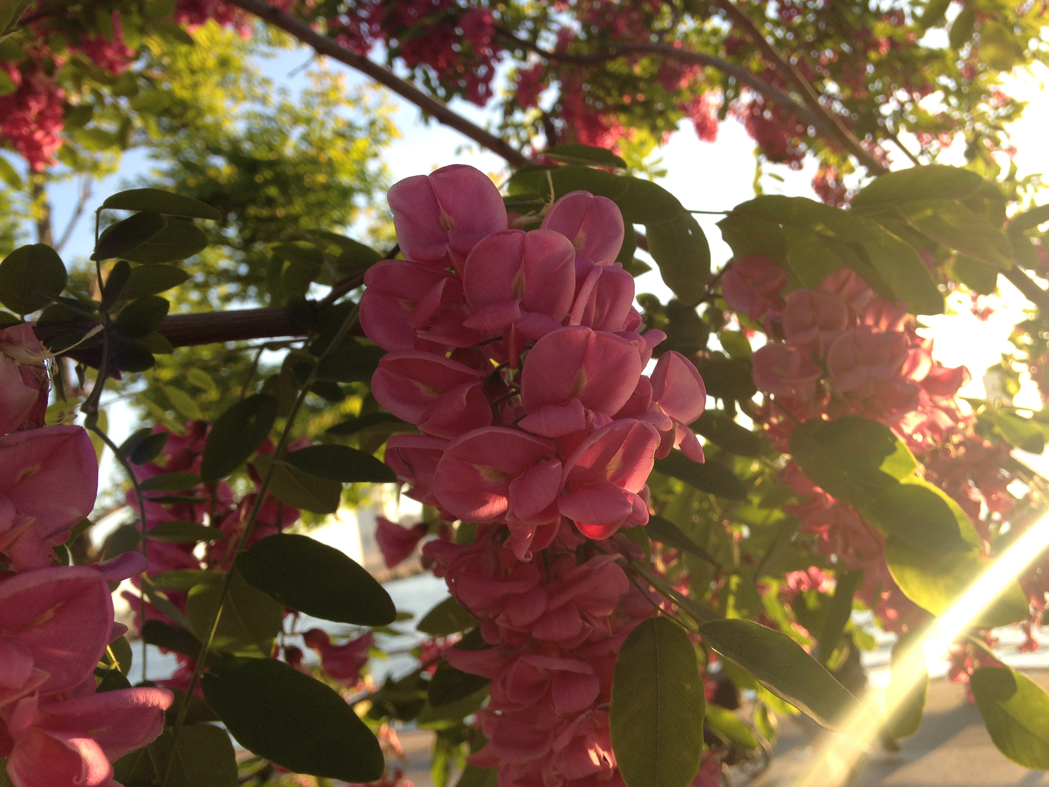 带栾字的词语大全 - 栾树、栾城、栾花、栾果等