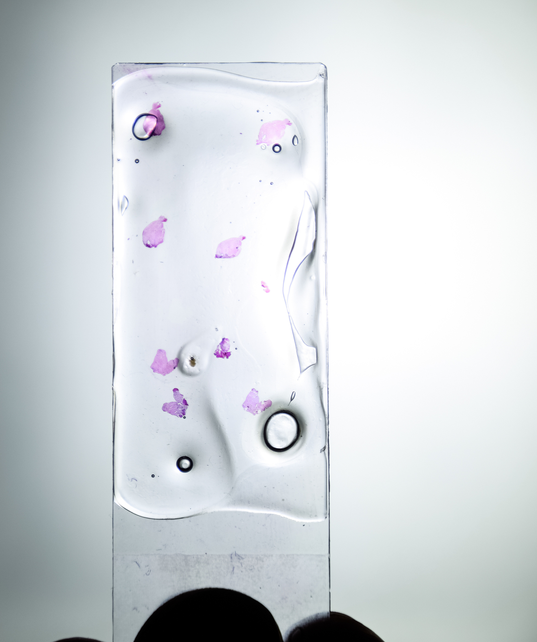 TROP2对HT-29细胞系增殖能力的影响