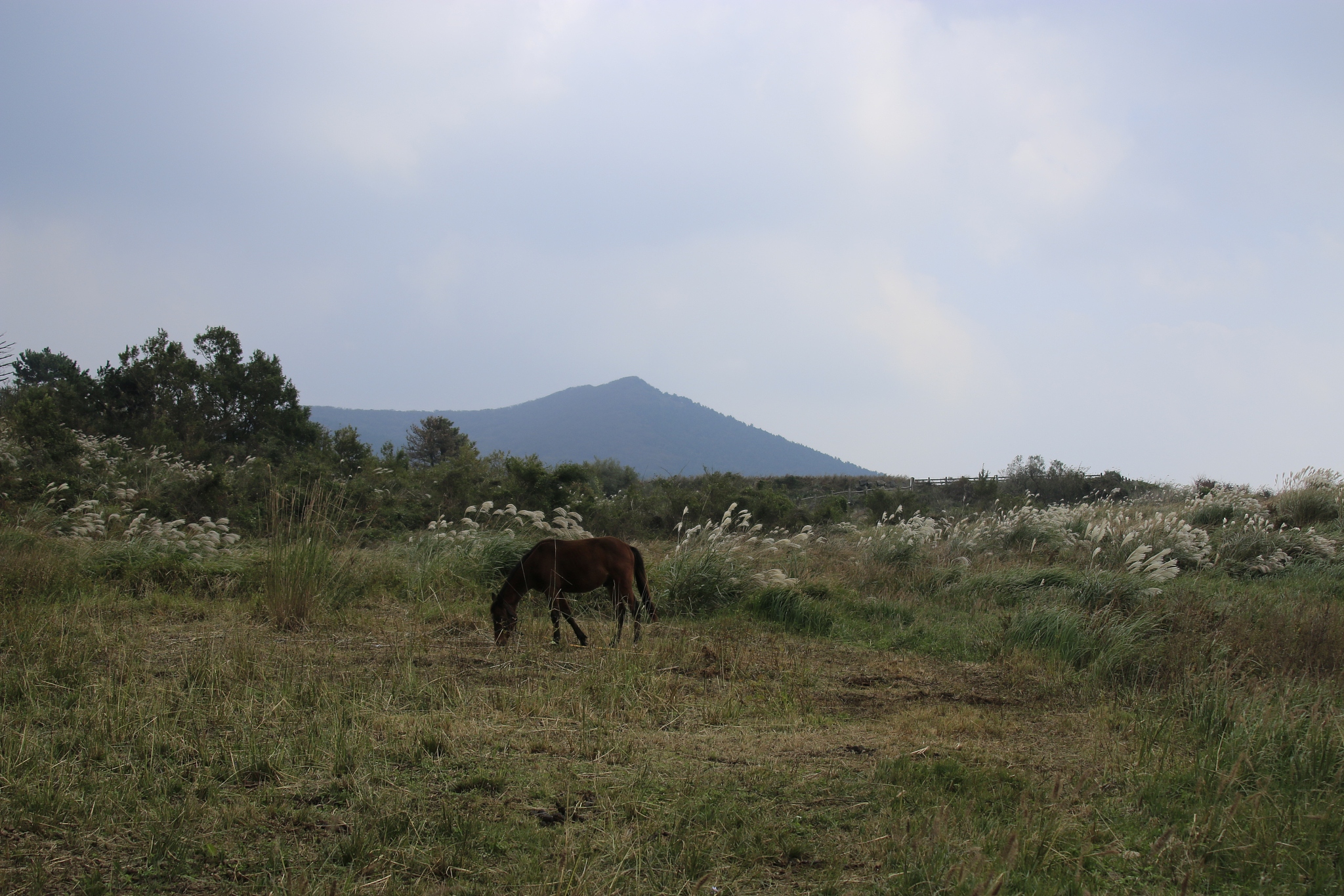 bird rise, garden, bird, autumn, horse,