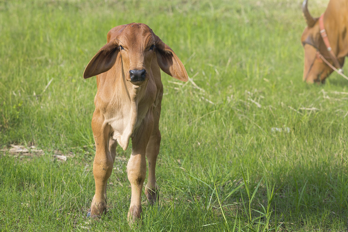 泰国进出口法什么时间实施的