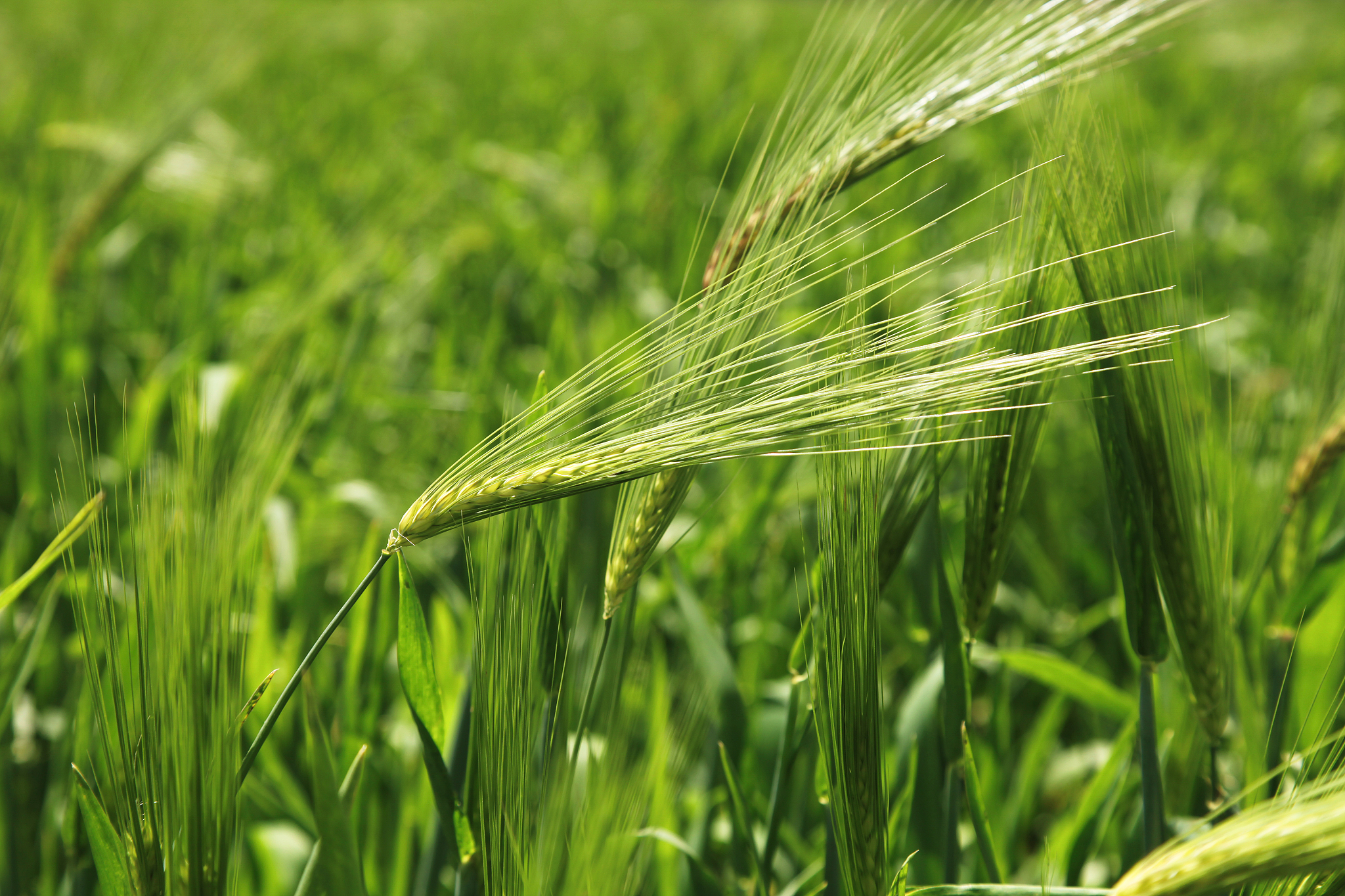 糖尿病患者可以吃青稞饭吗？青稞升糖指数及食用建议