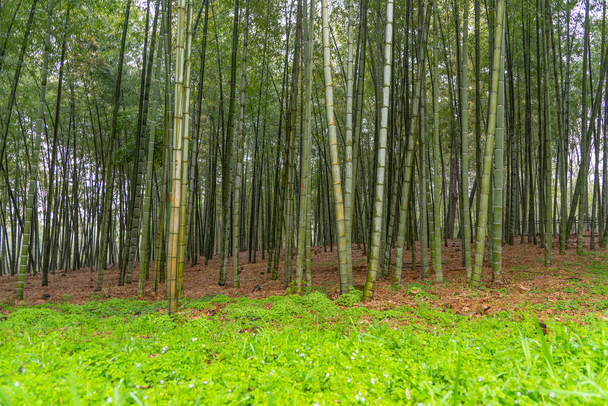 茂密的竹林