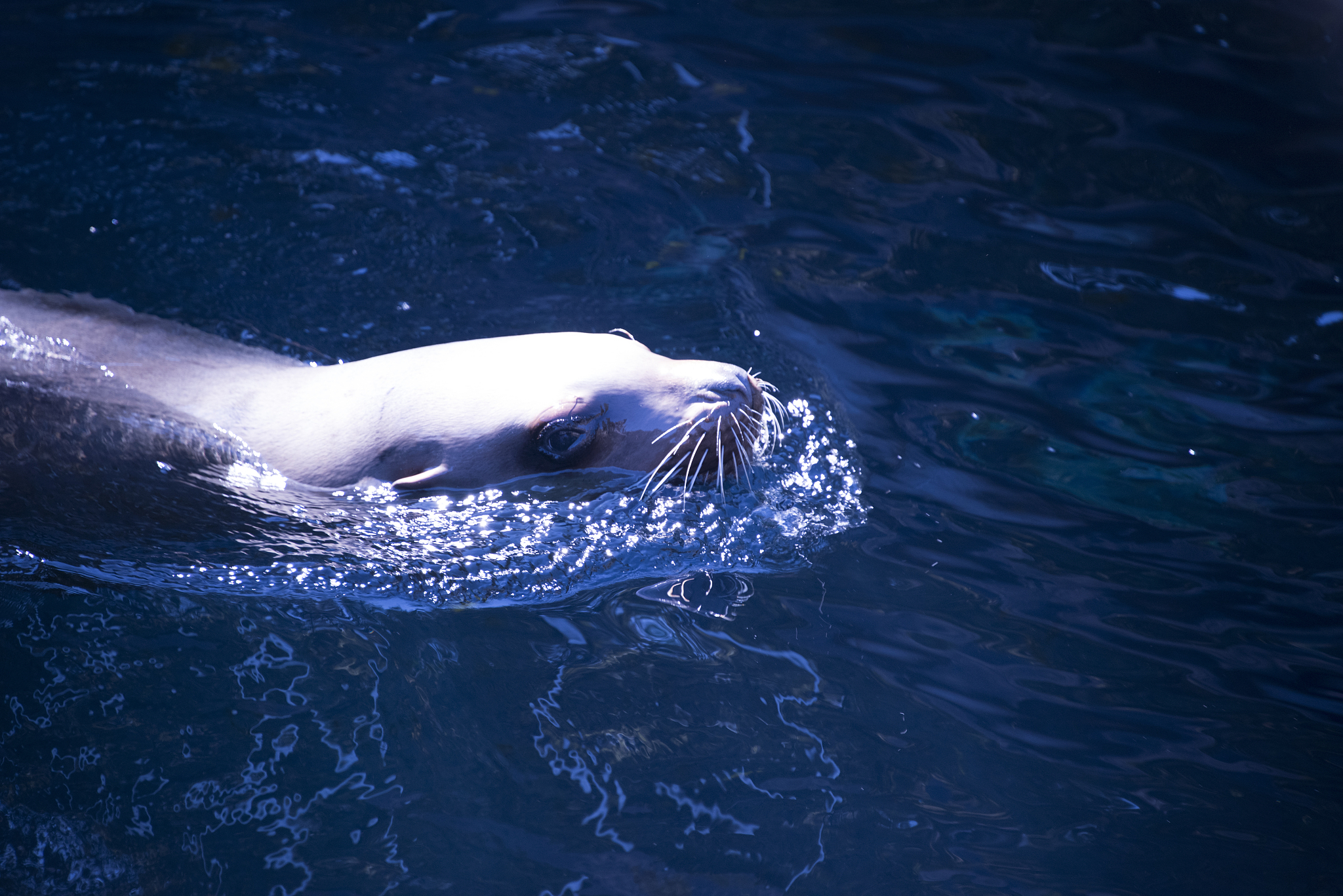 宁波海洋职业技术学校2023年新增专业：海洋工程、生物、渔业等