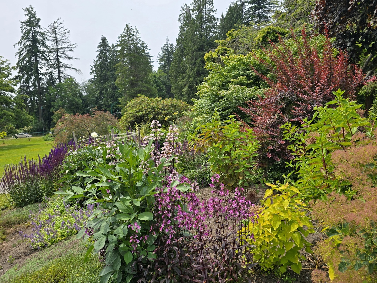 丹参的园林用途：美化、净化、滋润、食用与生态保护