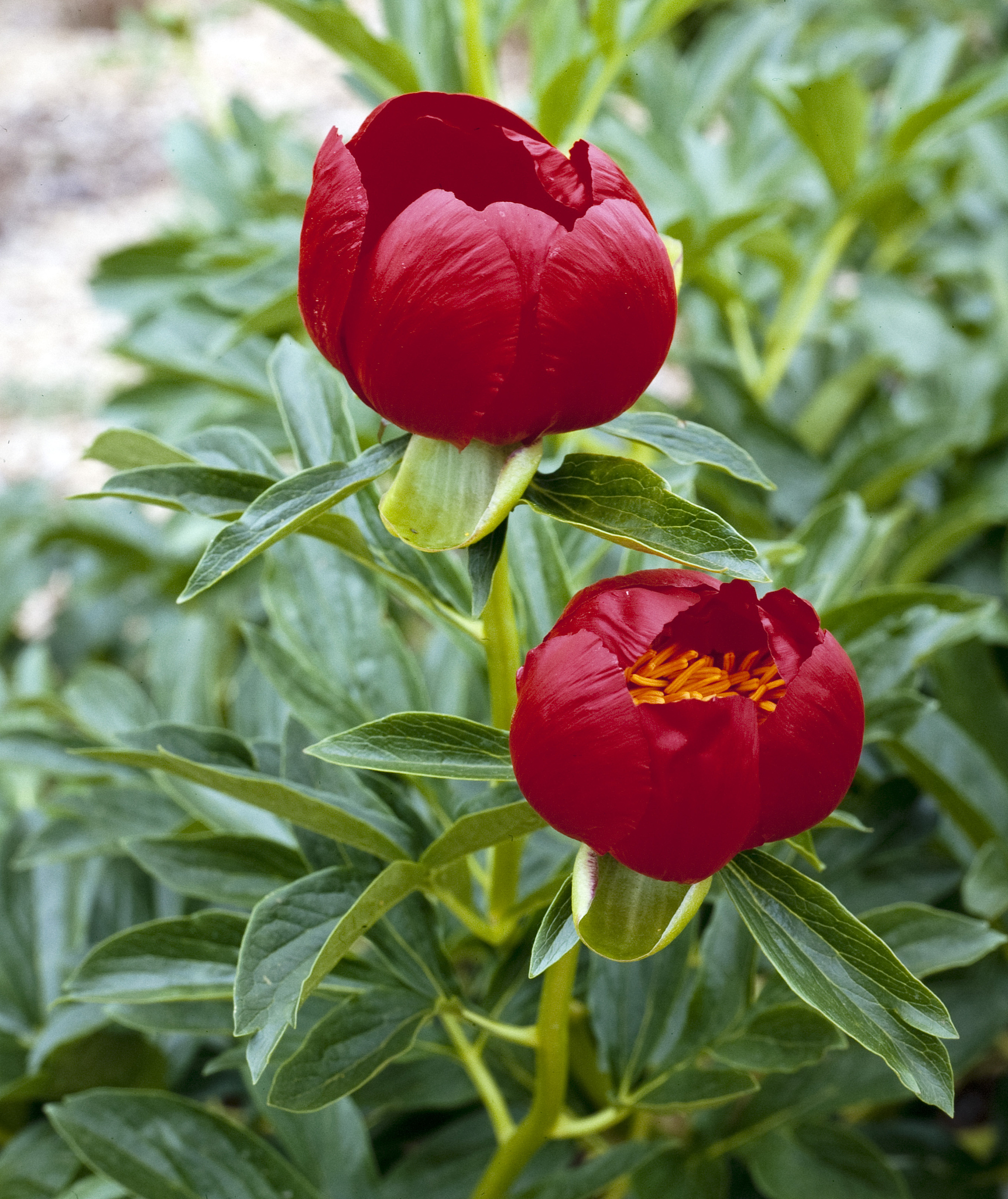 30年的牡丹树干枯怎么办呢 用230字帮我详细描述