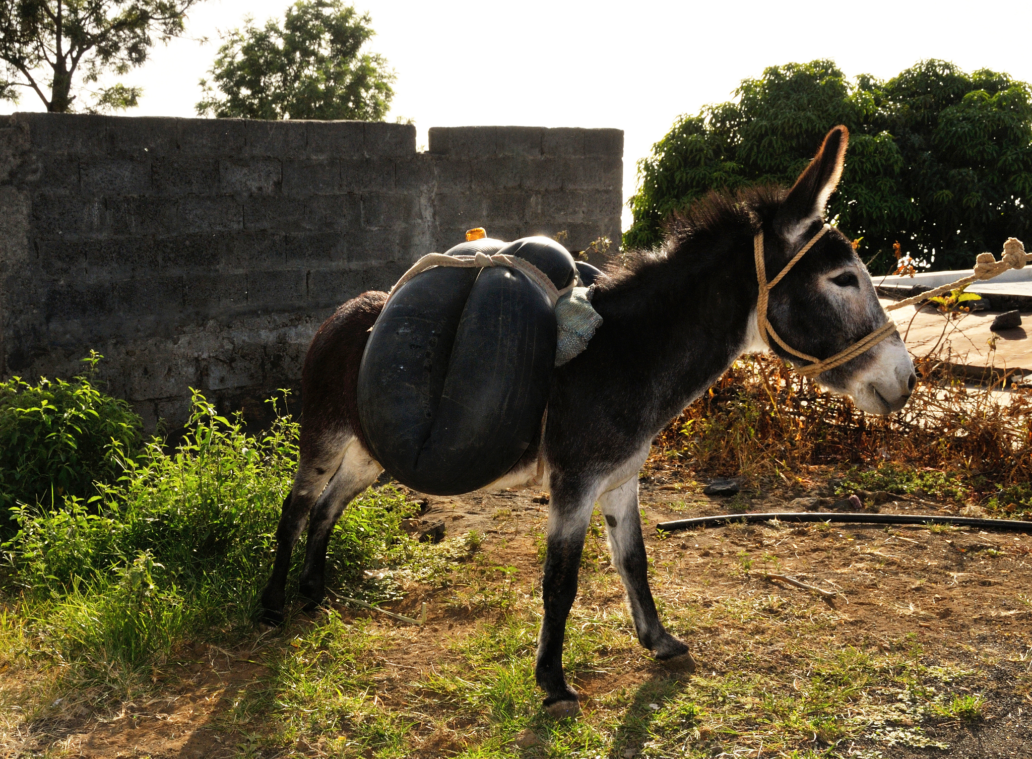 donkey used for transporting
