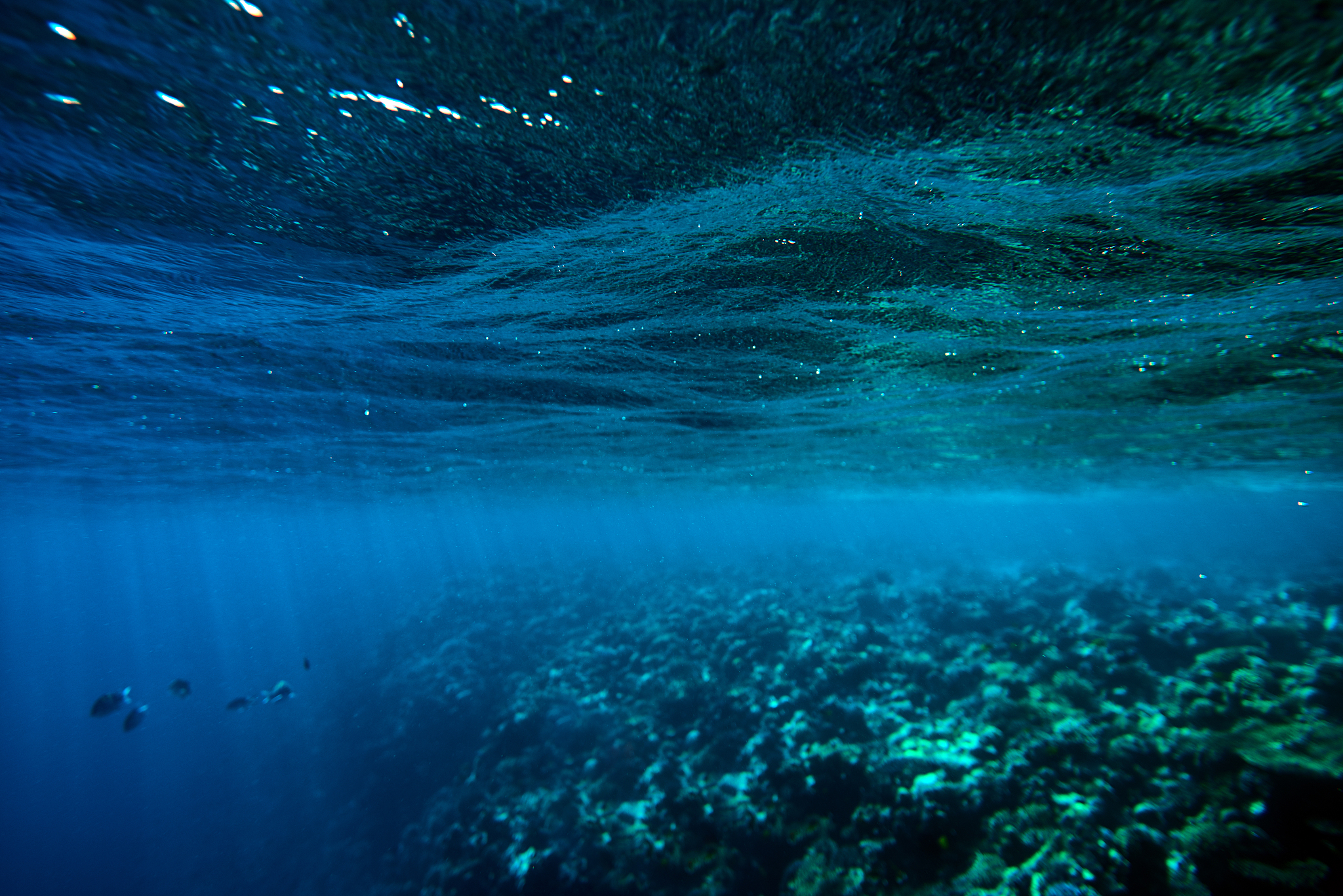 amazing underwater sea life