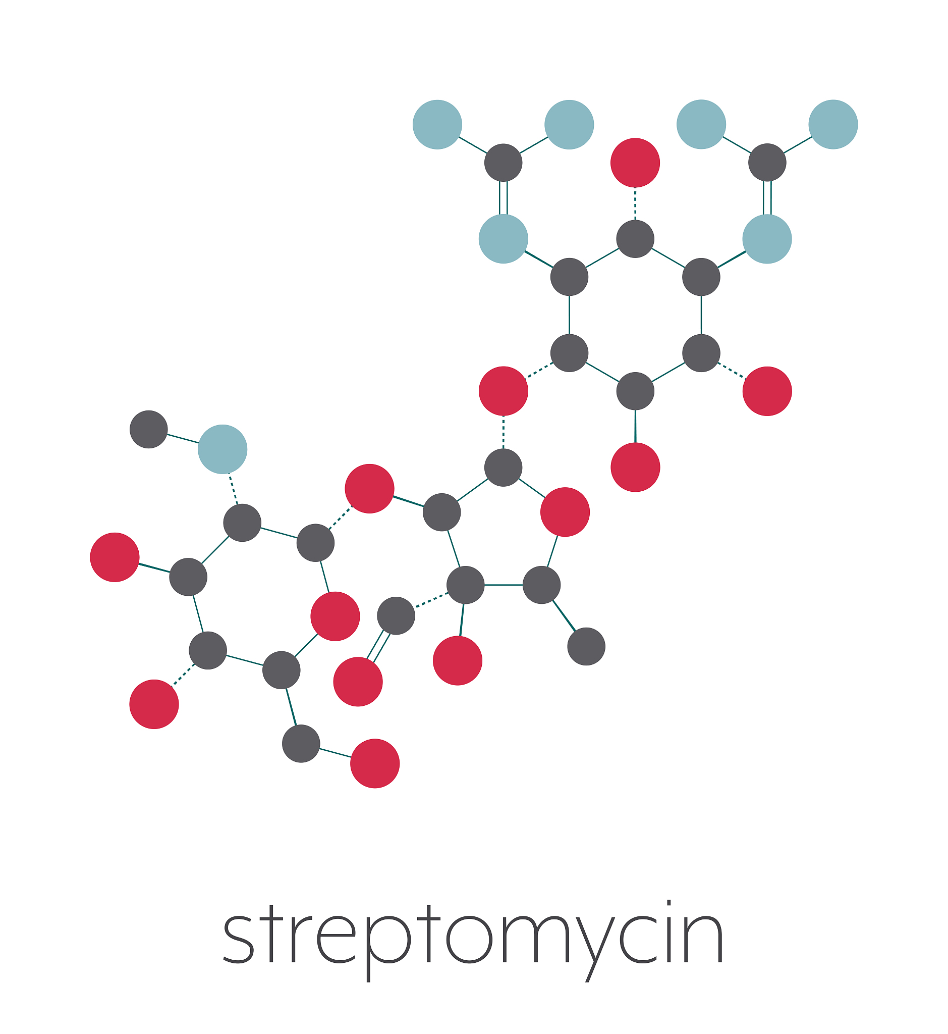 链霉素毒性反应及氯化钙的拮抗作用：实验数据分析