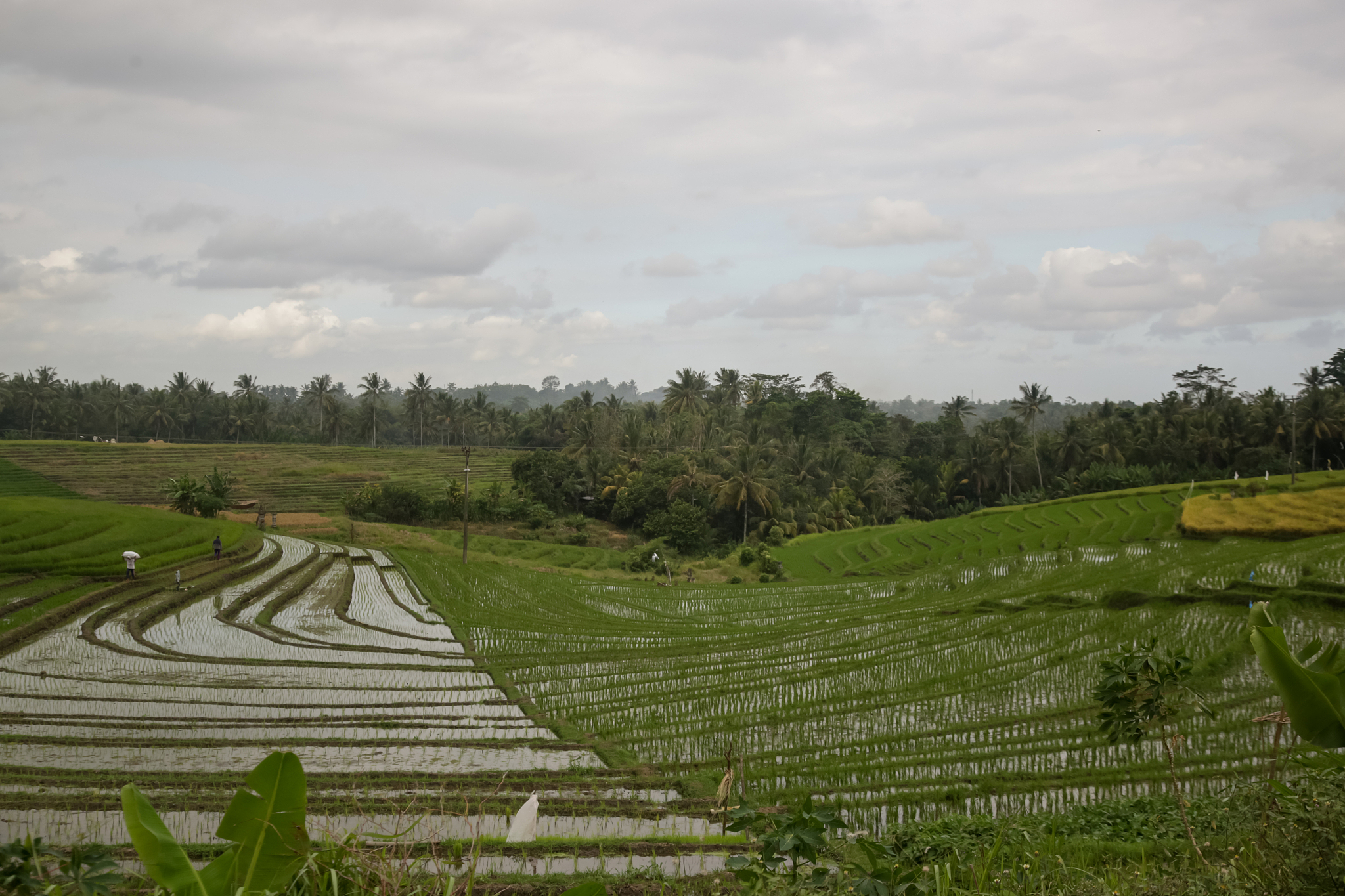 the rice fields of jatiluwih (bali) during the rainy season