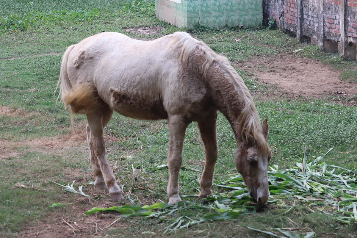 母马怀孕后期体重下降无法站立？可能是产前营养不良！
