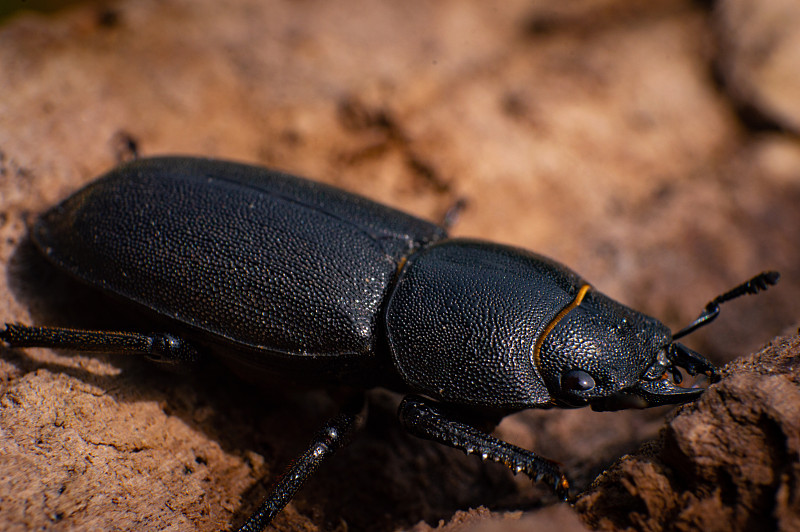 1231680016; 都包含了哪些具体ip地址？